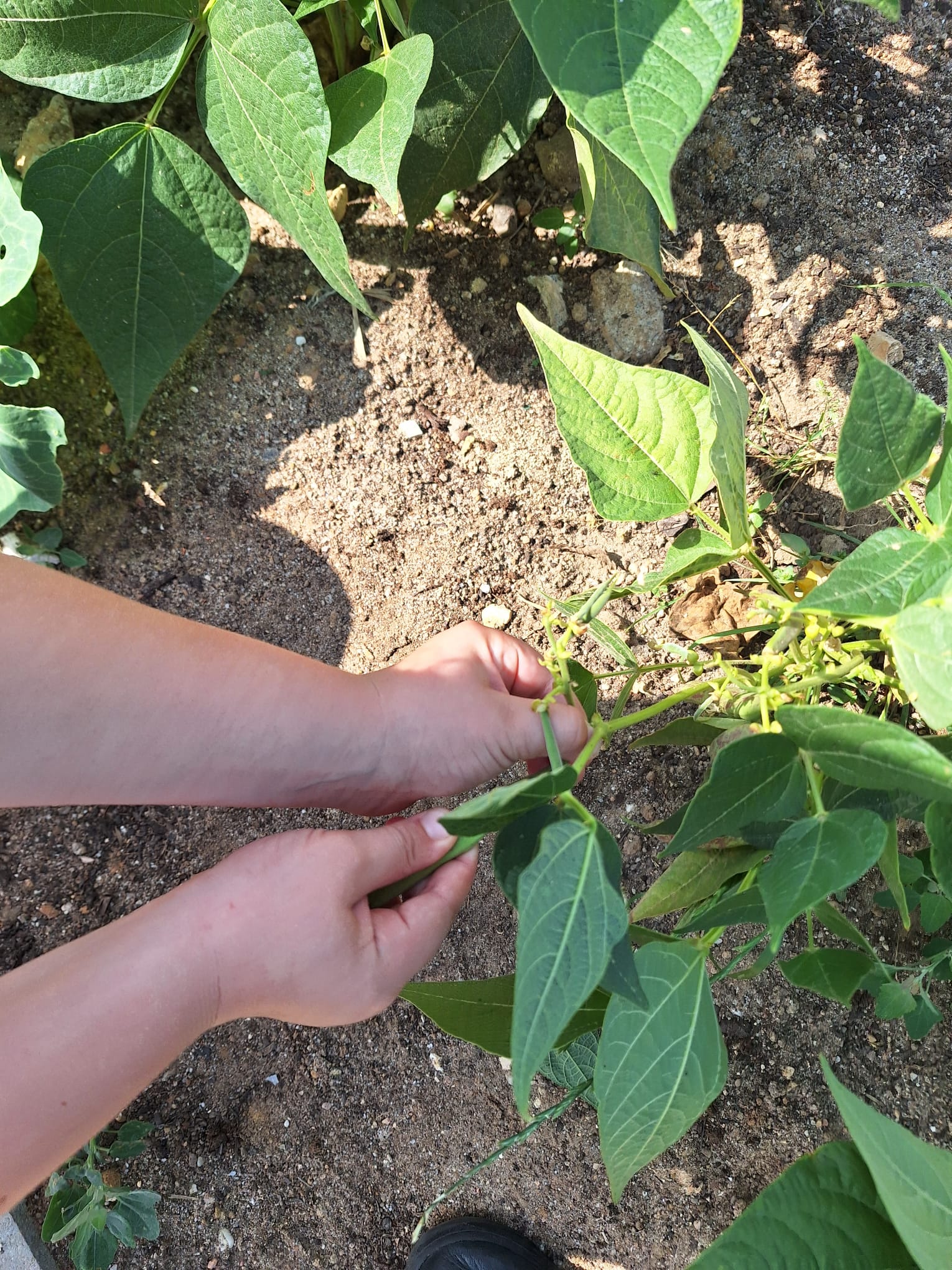 A nossa horta floresceu e deu origem a belos legumes.
Aproveitamos para ajudar o nosso Nilton a construir o seu castelo. Um aluno do agrupamento que teve um AVC e que precisa de obras na sua casa para que possa viver confortavelmente.
