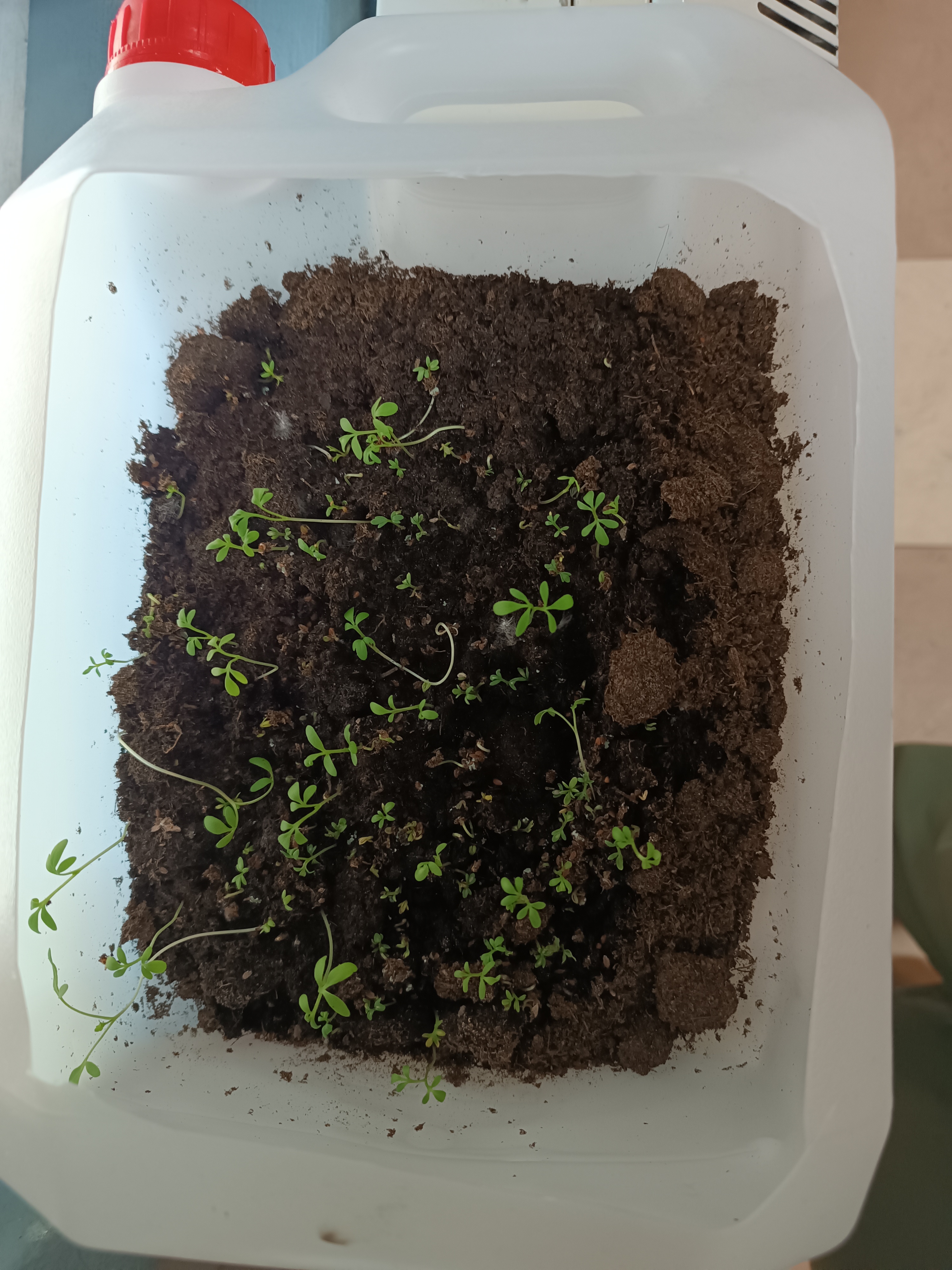 Inicio de sementeira em sala de aula (agrião)