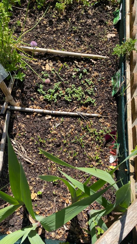 Inicio da limpeza de um canteiro para fazer a plantação.