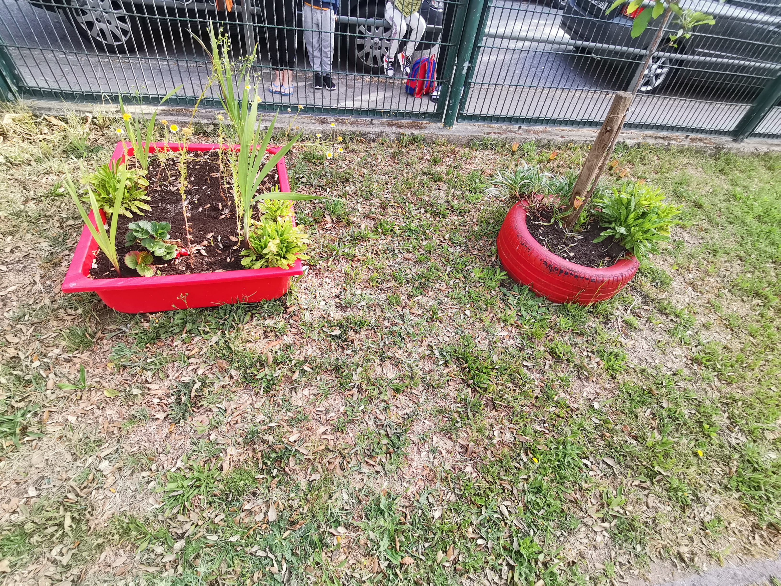 Canteiro improvisado com flores e árvore de fruto com proteção feita com um pneu.
