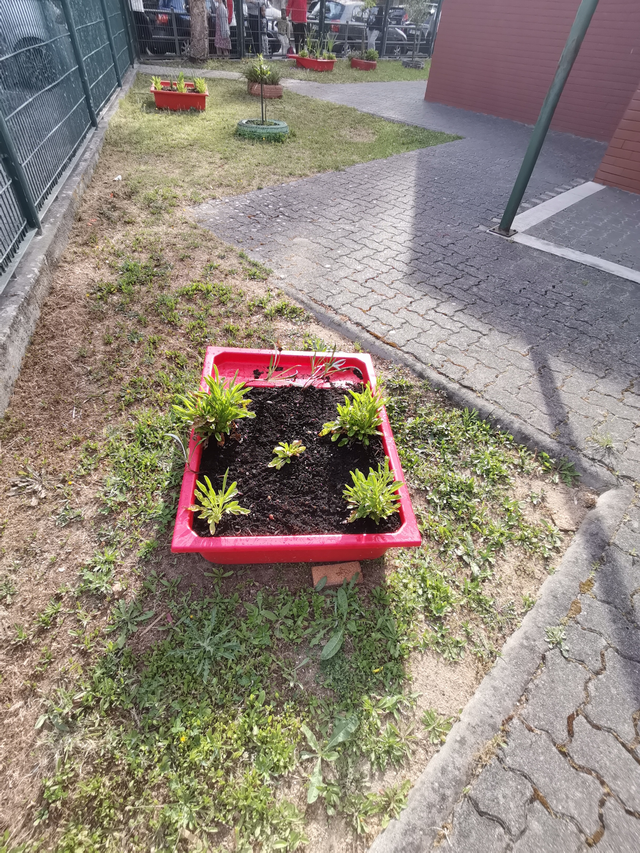 Canteiro improvisado para flores.