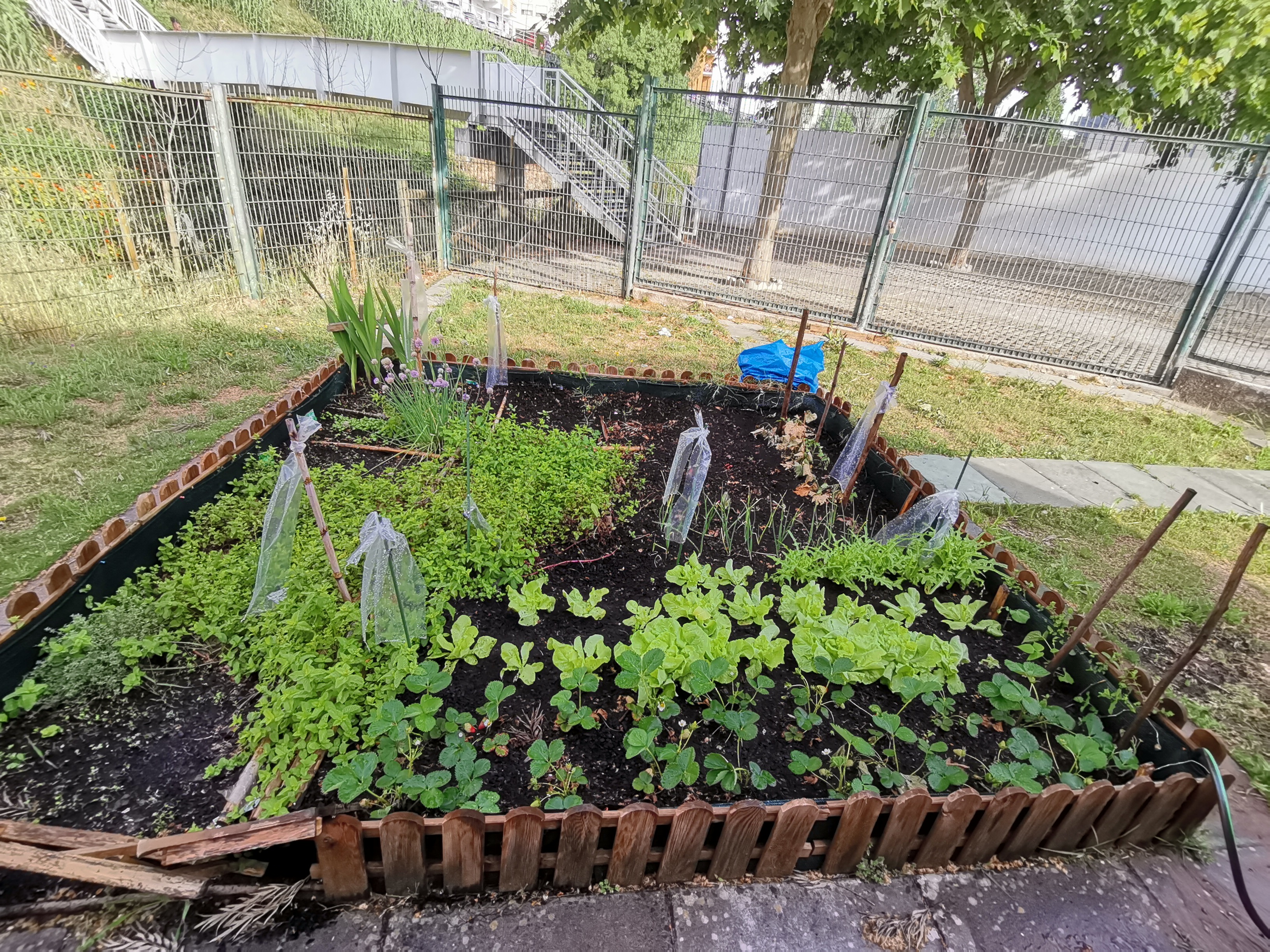 Canteiro dos alunos do Pré escolar, com plantação de diversos legumes e produtos hortícolas.