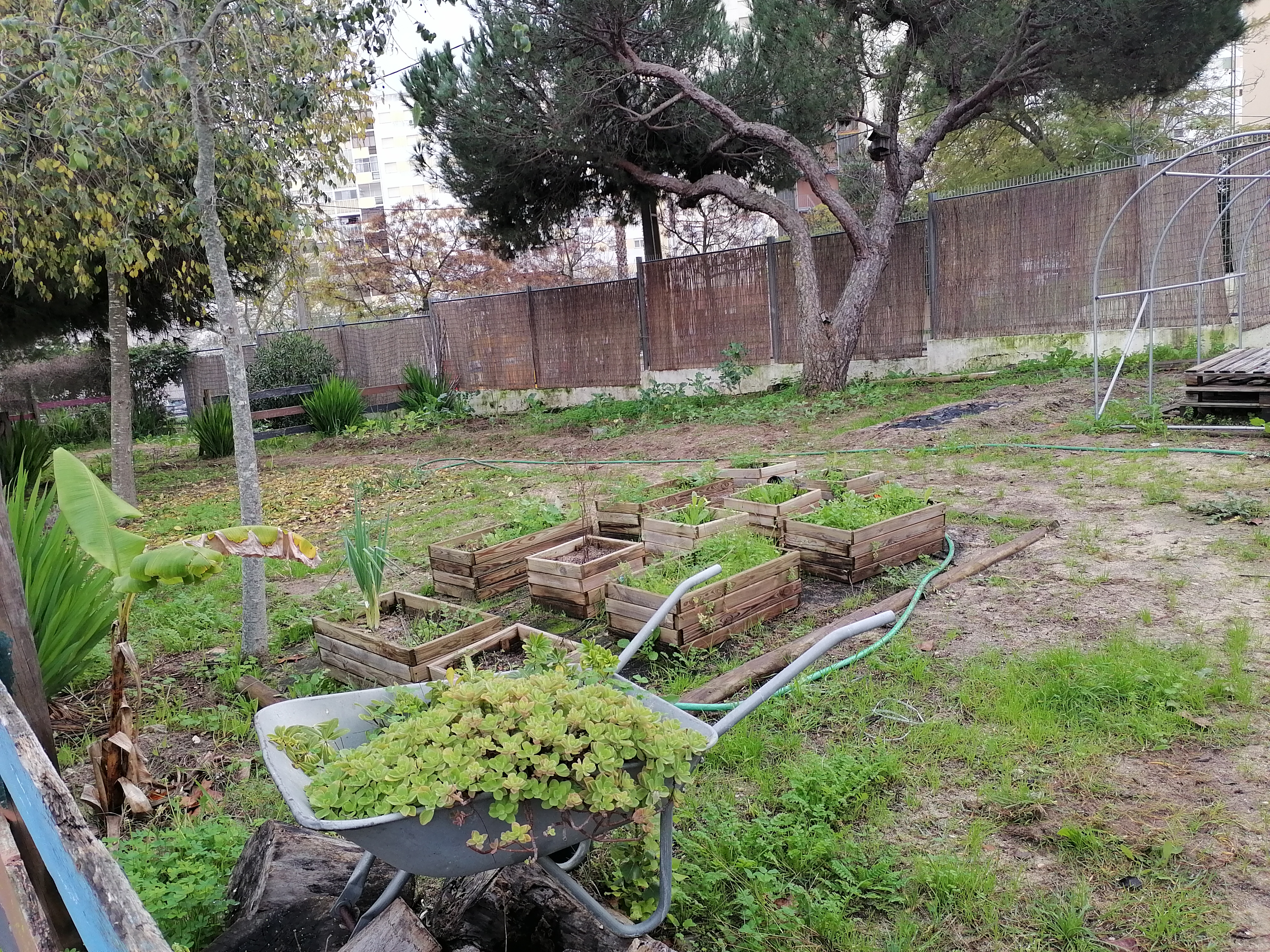 Preparação do terreno.
Extração de ervas daninhas e/ou plantas invasoras.