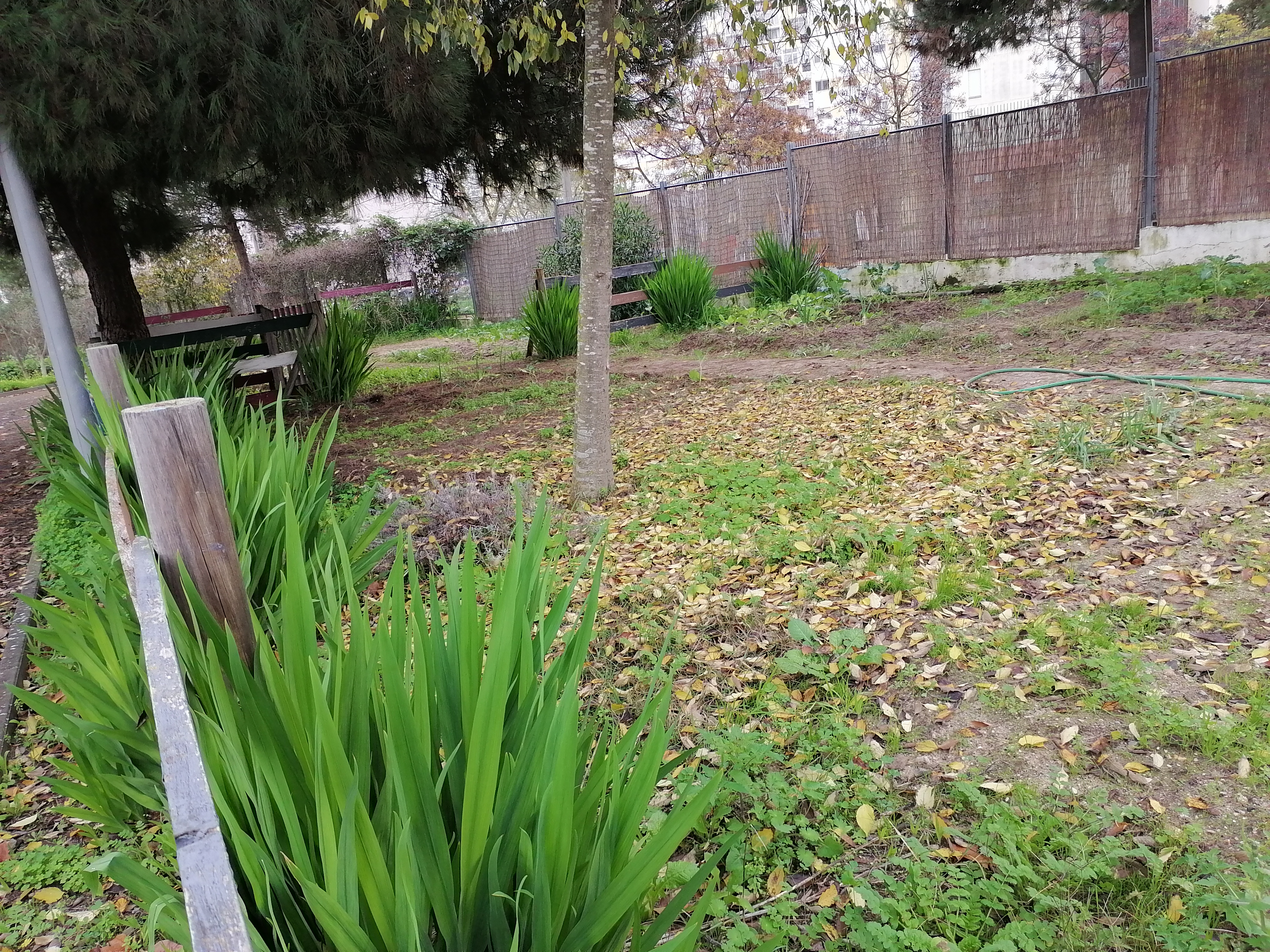 Preparação do terreno.
Extração de ervas daninhas e/ou plantas invasoras.