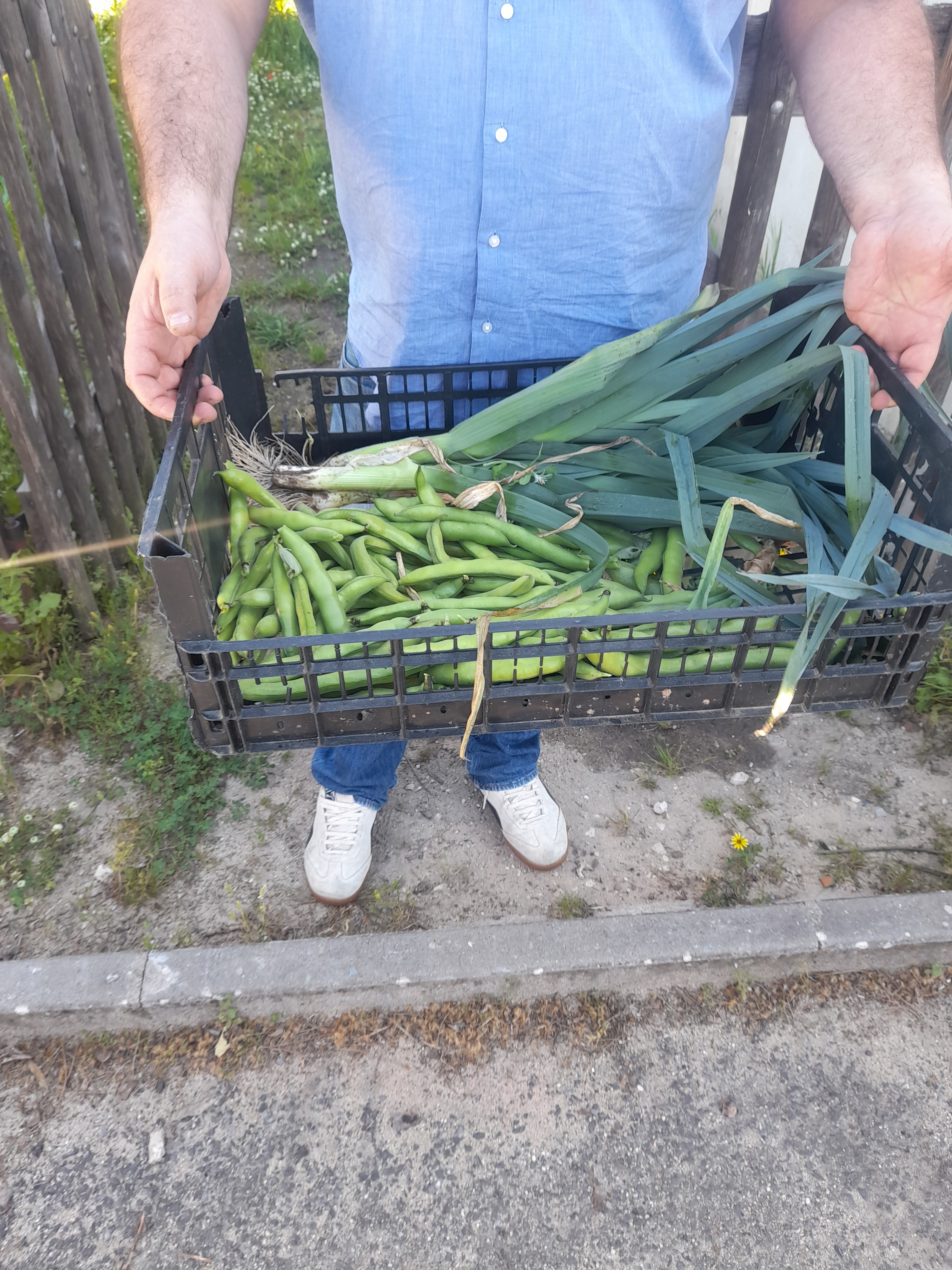 Recolha de favas e alho francês.