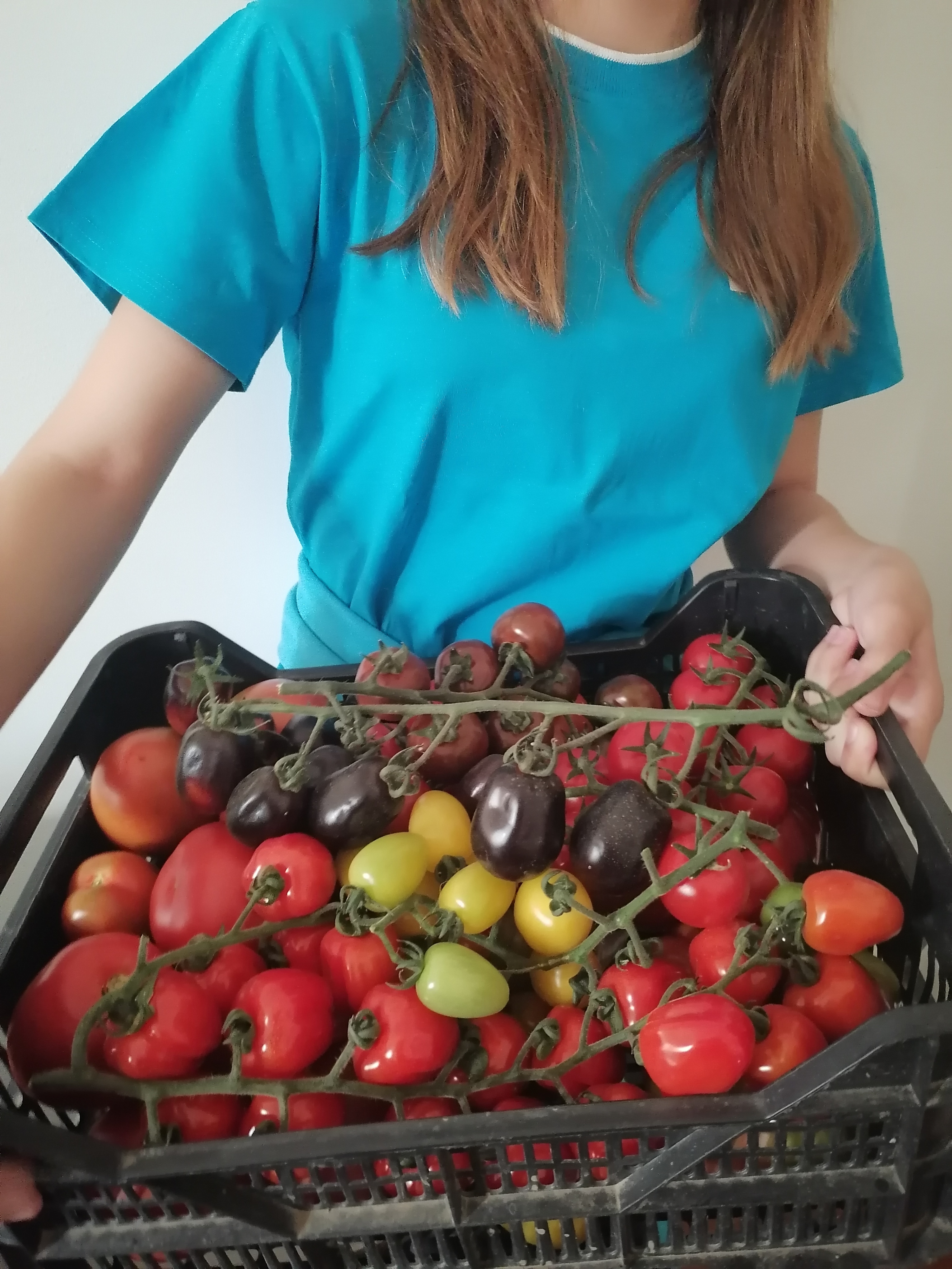 Produtos da horta.