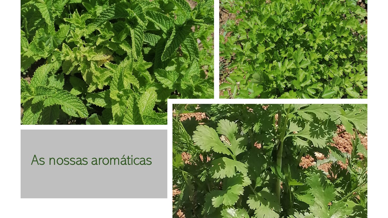 As nossas aromáticas.