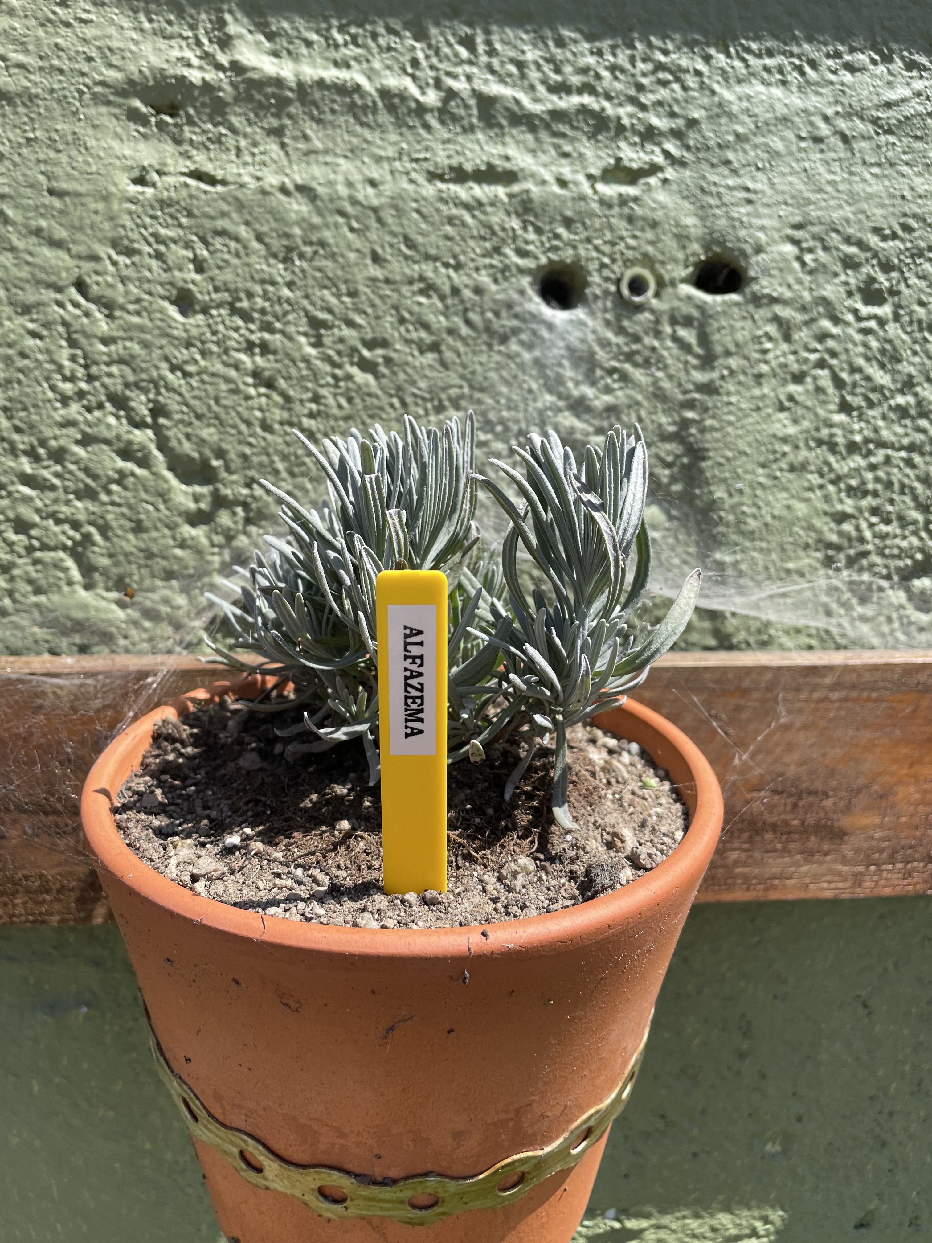 Aromáticas