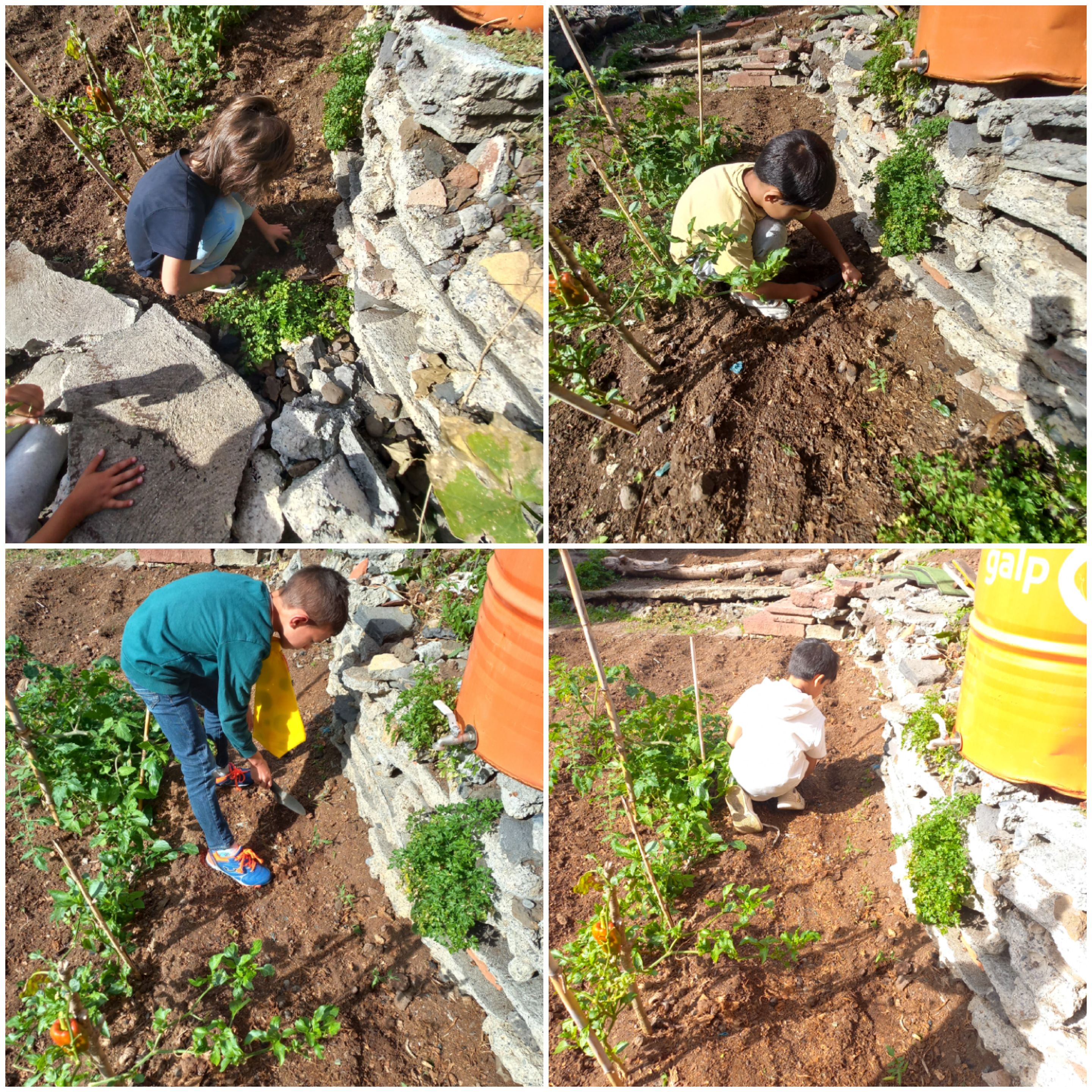 Plantações de tomateiros e pimentão.