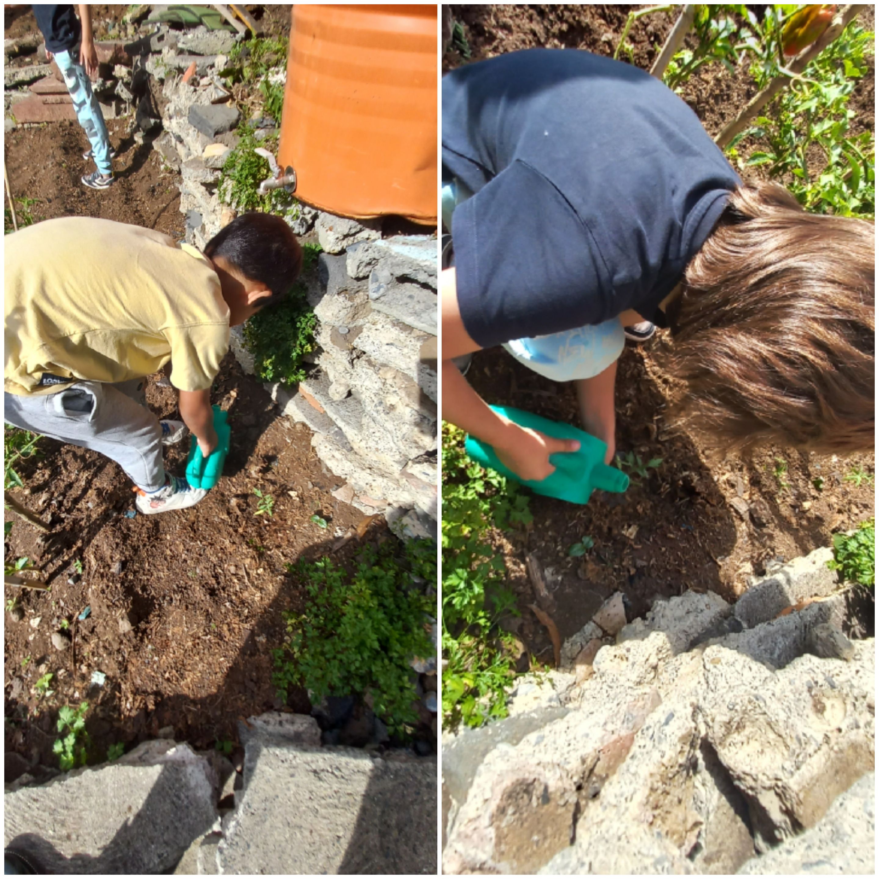 Rega das pequenas plantas.