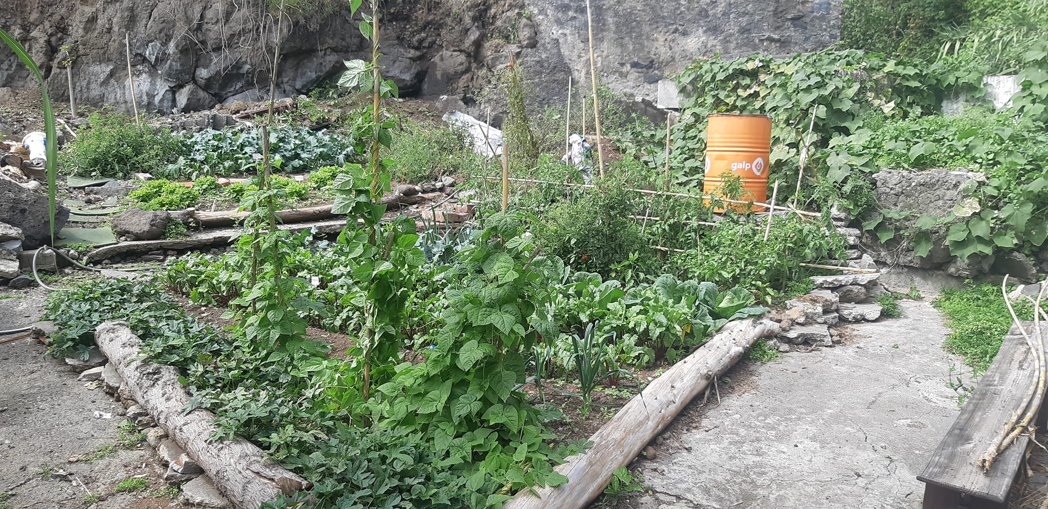 Horta