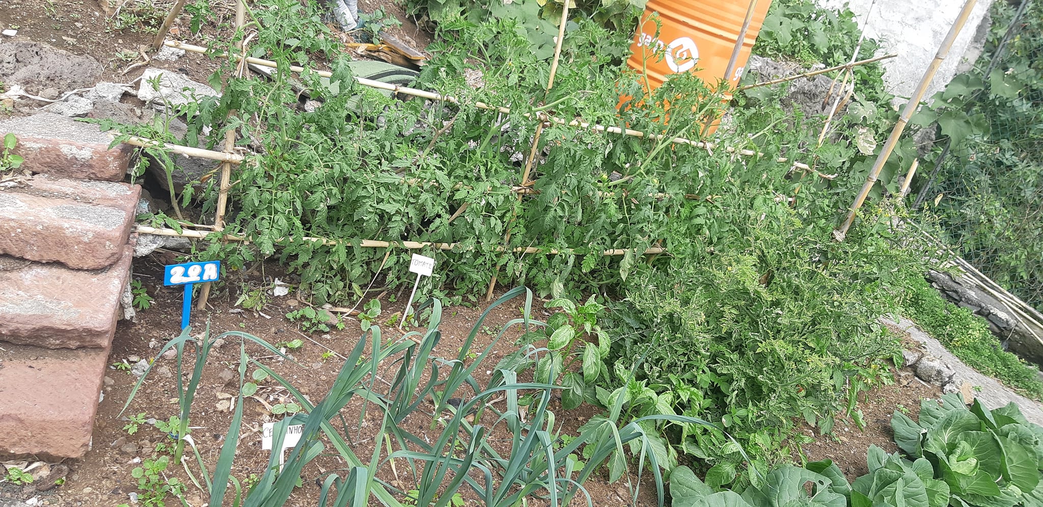 Horta