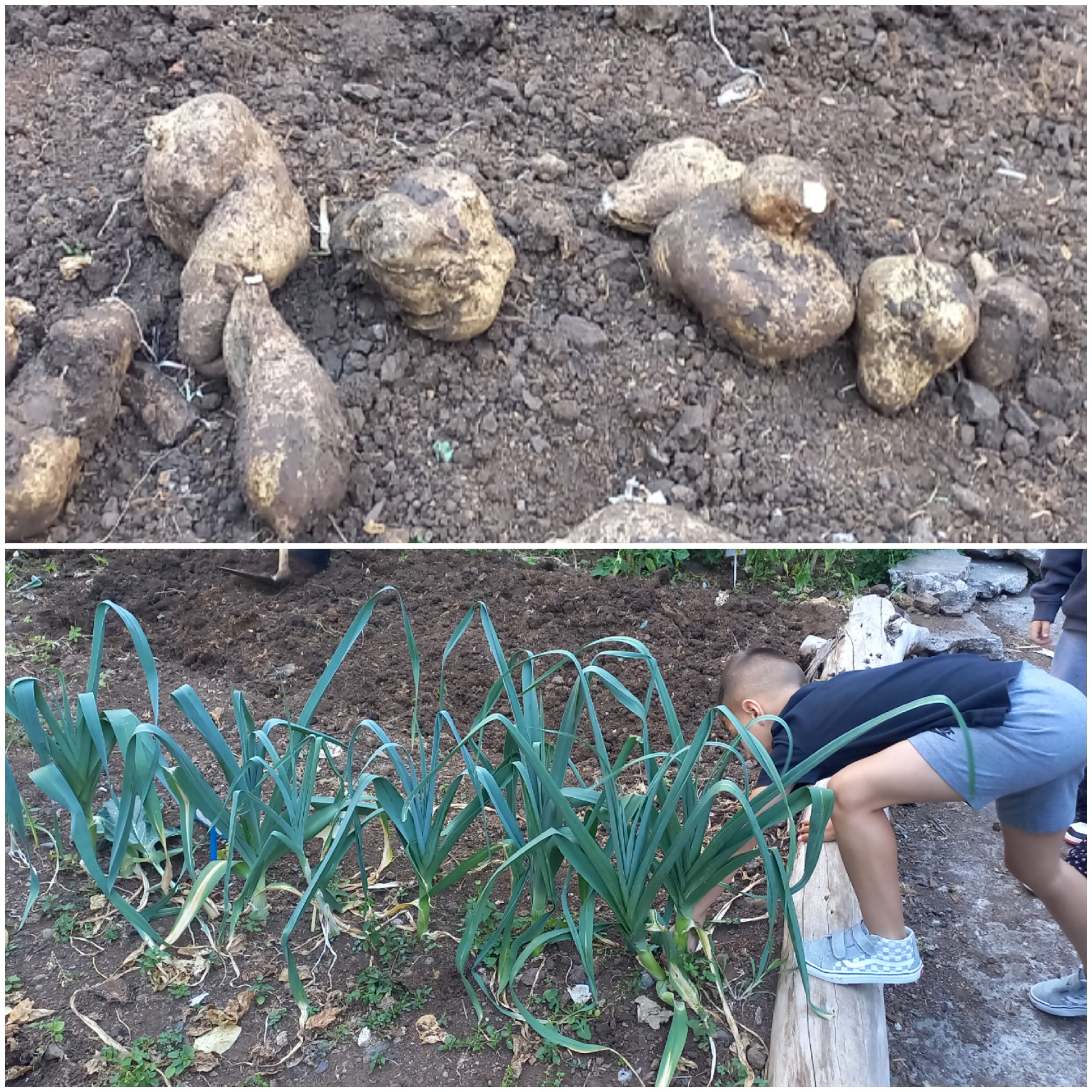 Colheita de batata doce e alho francês.
