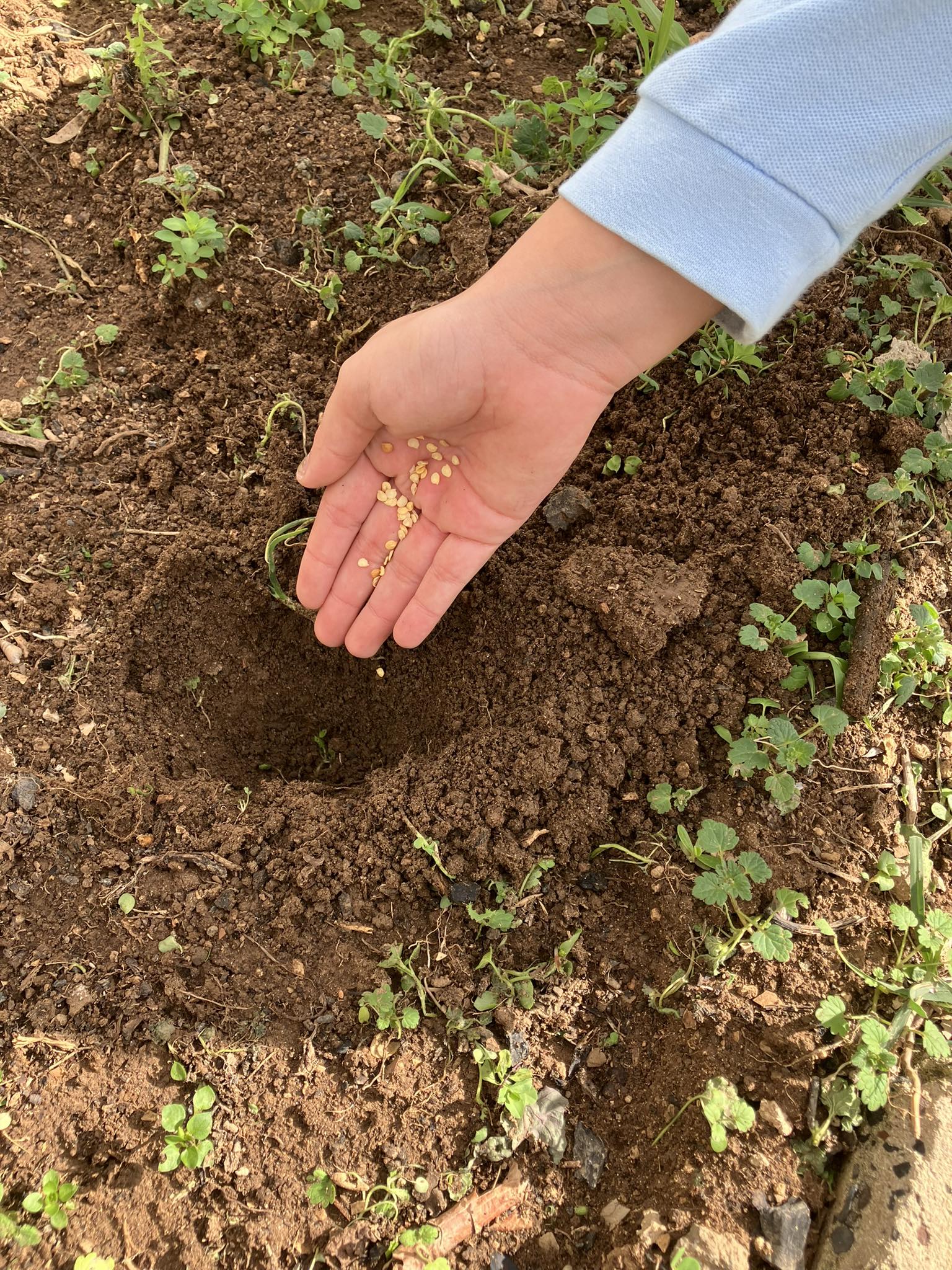 Colocação, na terra, de sementes de pimentos.