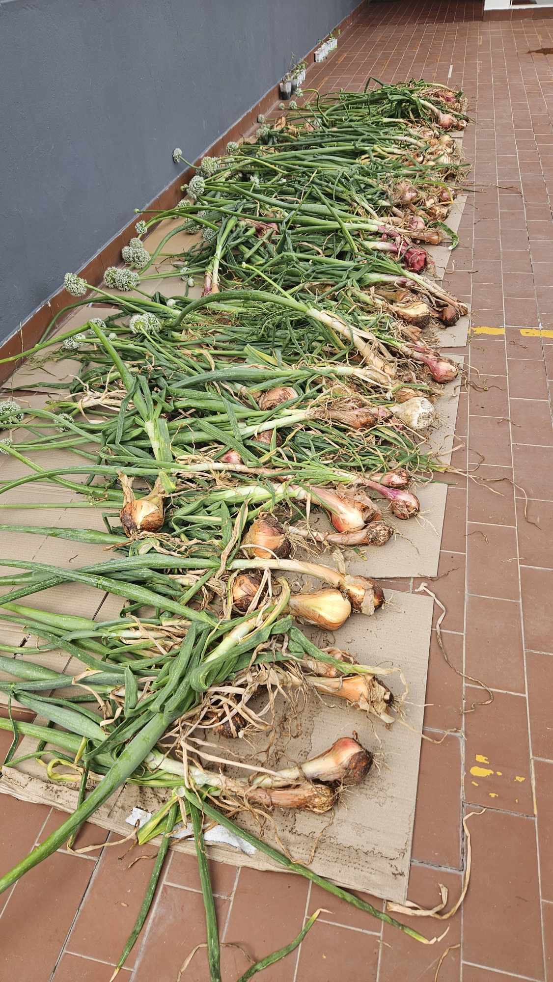 Cebolas colhidas na horta.