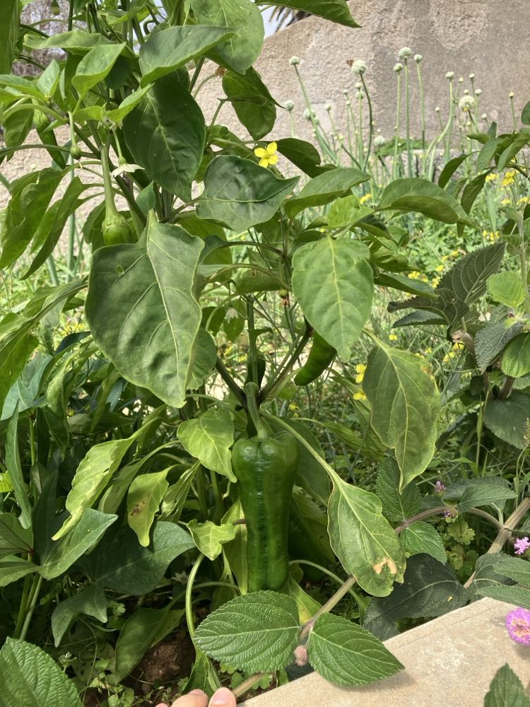Pimentos.