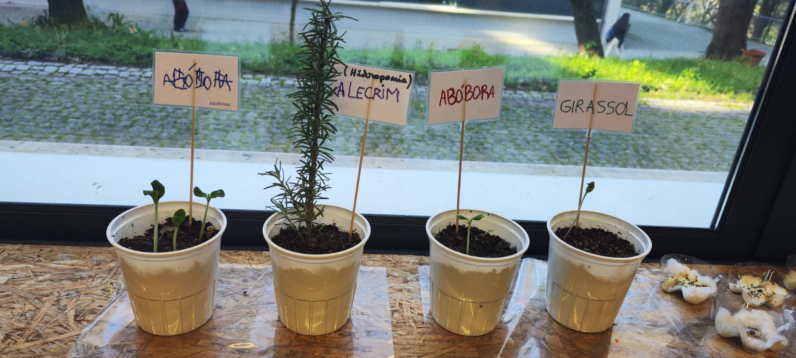Germinação.