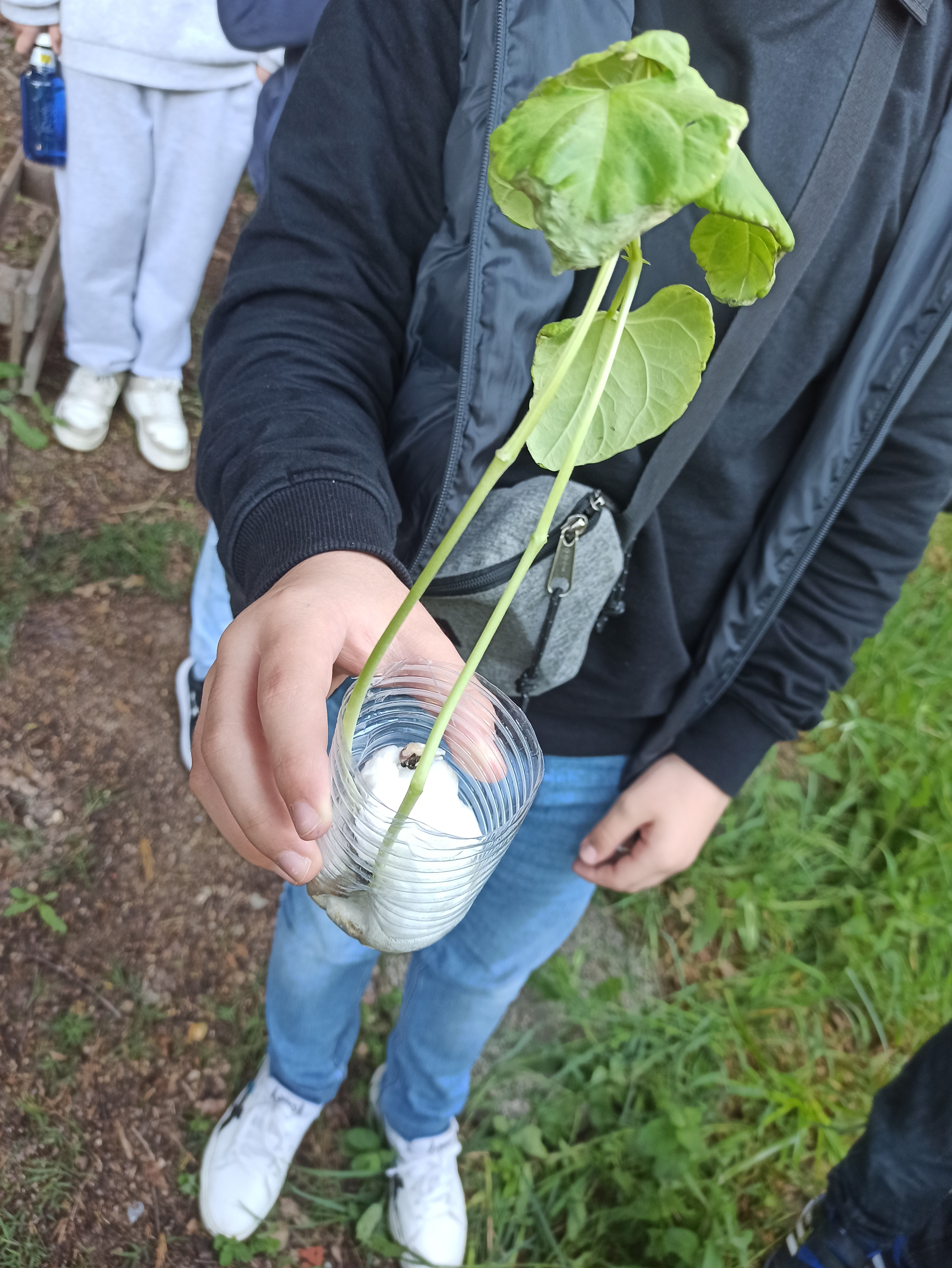 germinação - feijoeiros