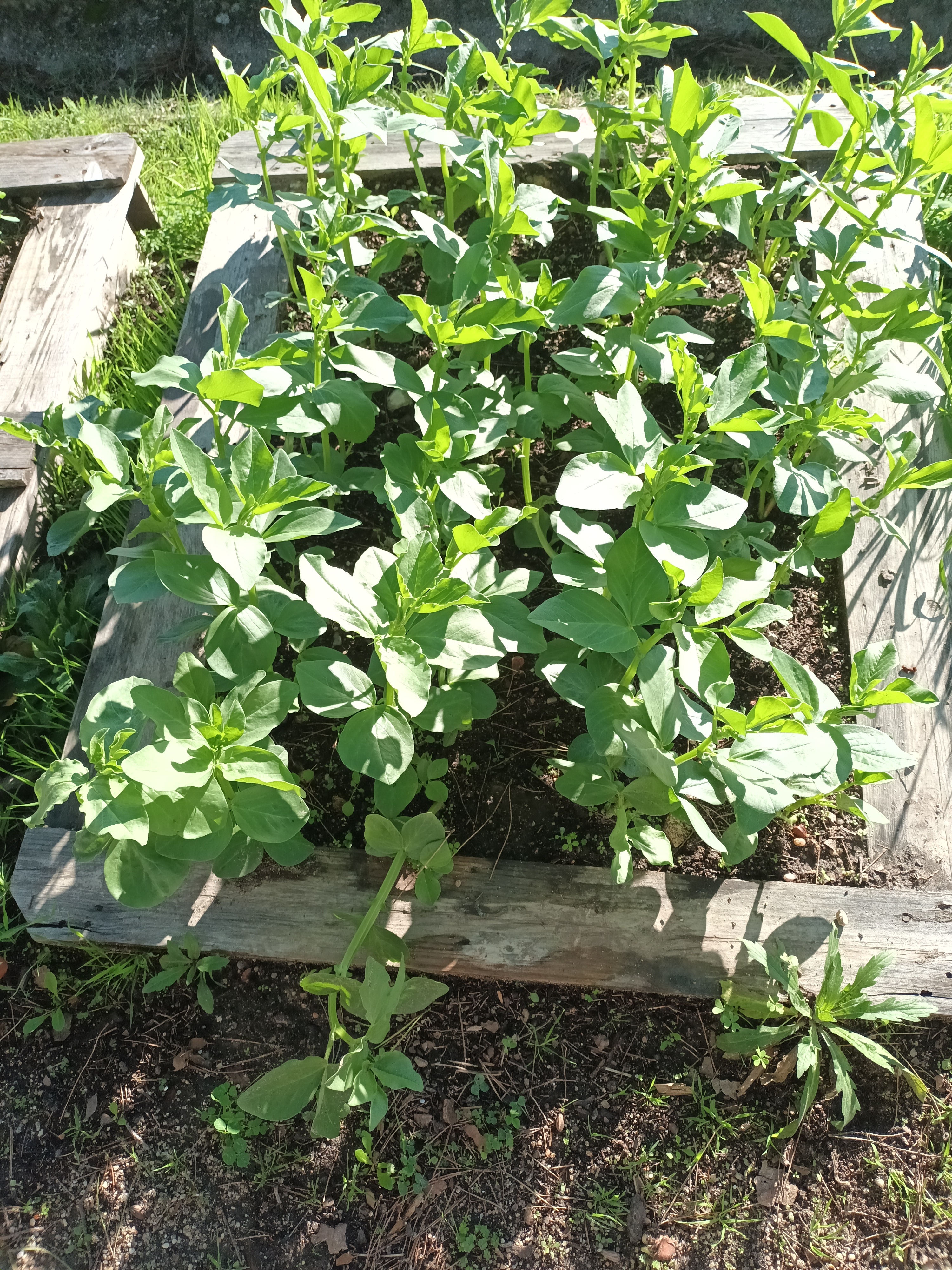 Desenvolvimento das favas.