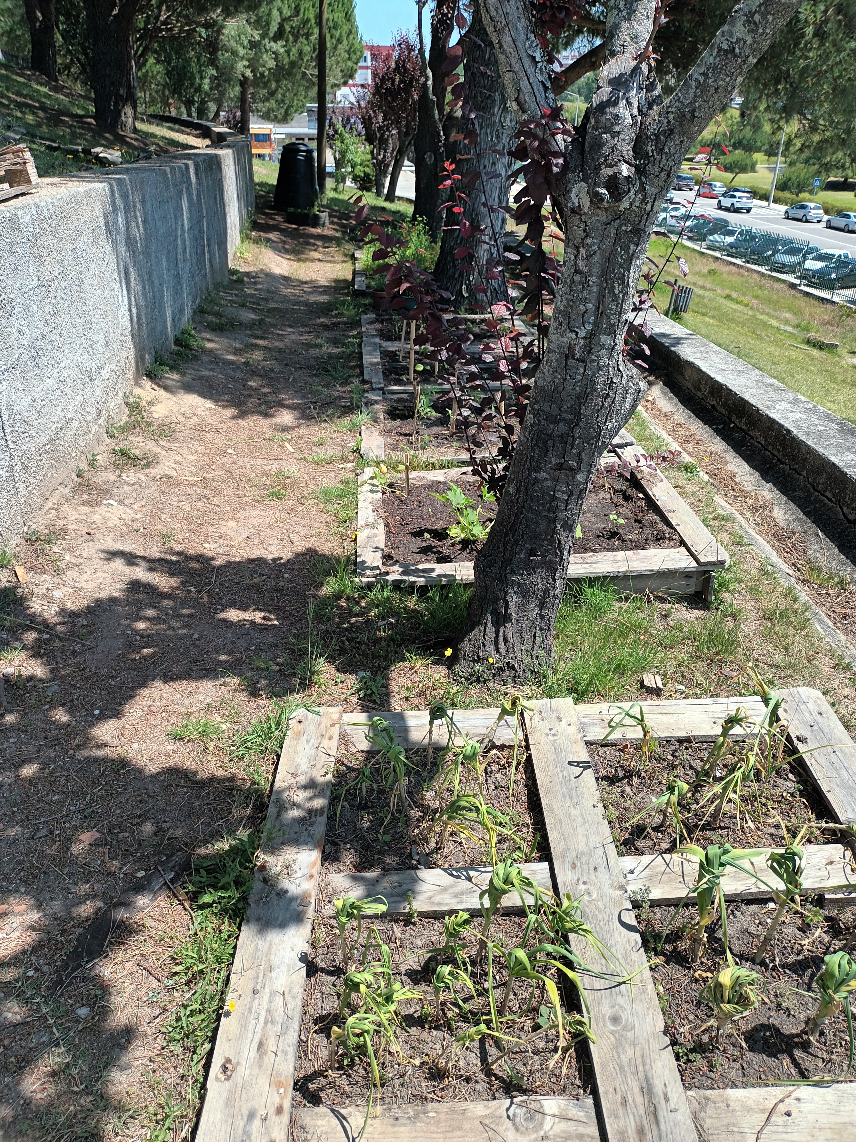 Aspeto da nossa horta em meados de maio.