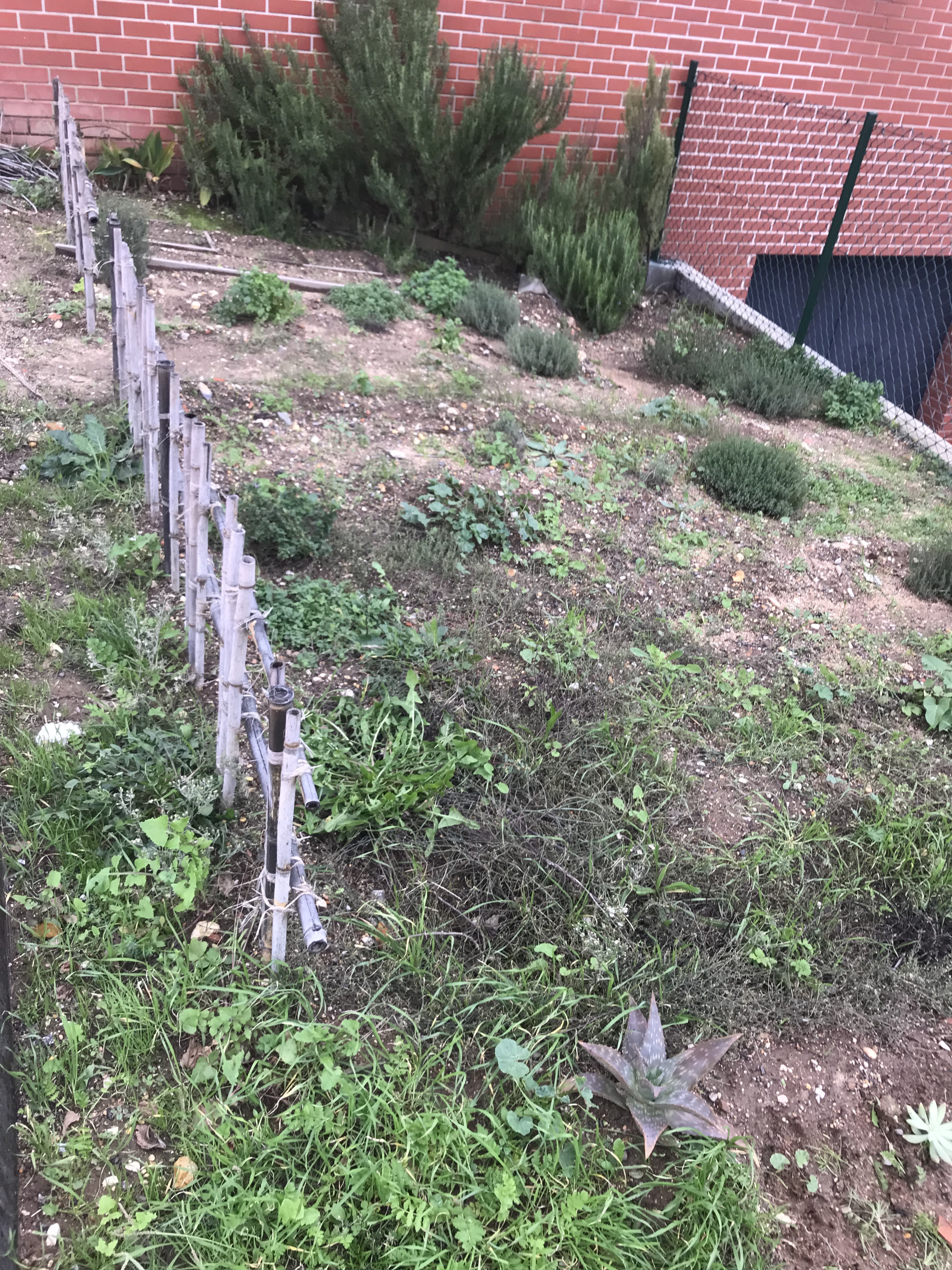 Vista do terreno a preparar para a construção da horta. Trata-se de um canteiro com cerca de 25 m2 que se situa junto ao pavilhão onde existe uma cozinha pedagógica dedicada a um curso profissional de Cozinha.