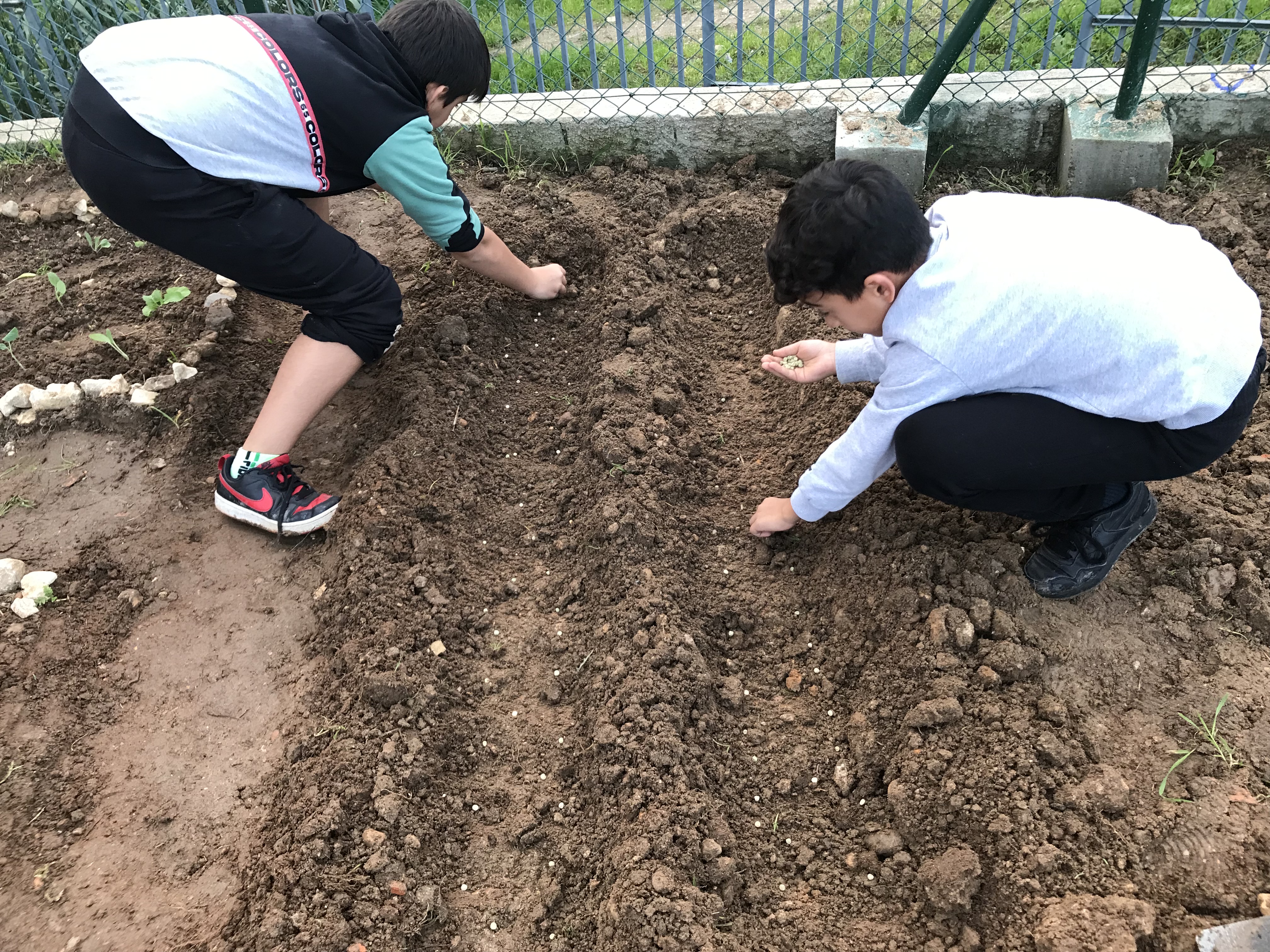 Vista parcial de alguns talhões com os alunos a colocar as sementes/plantas selecionadas (couves variadas, alho francês, cebolo, alface, ervilhas e favas). De referir que a horta possui ainda um canto de ervas aromáticas (alecrim, hortelã, orégãos).
