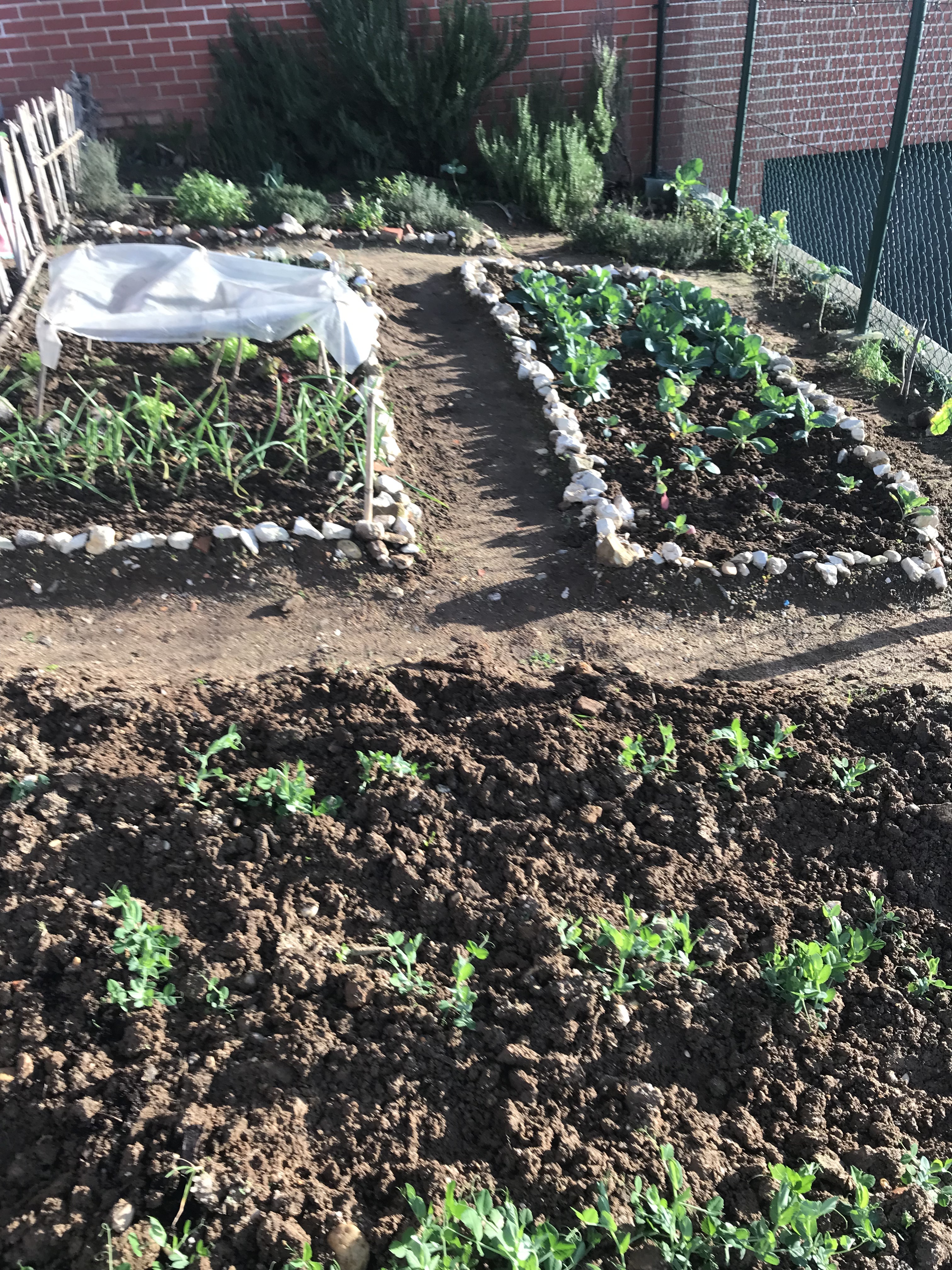Vista mais alargada da horta com legumes a despontar após a remoção manual de ervas daninhas com um sacho.