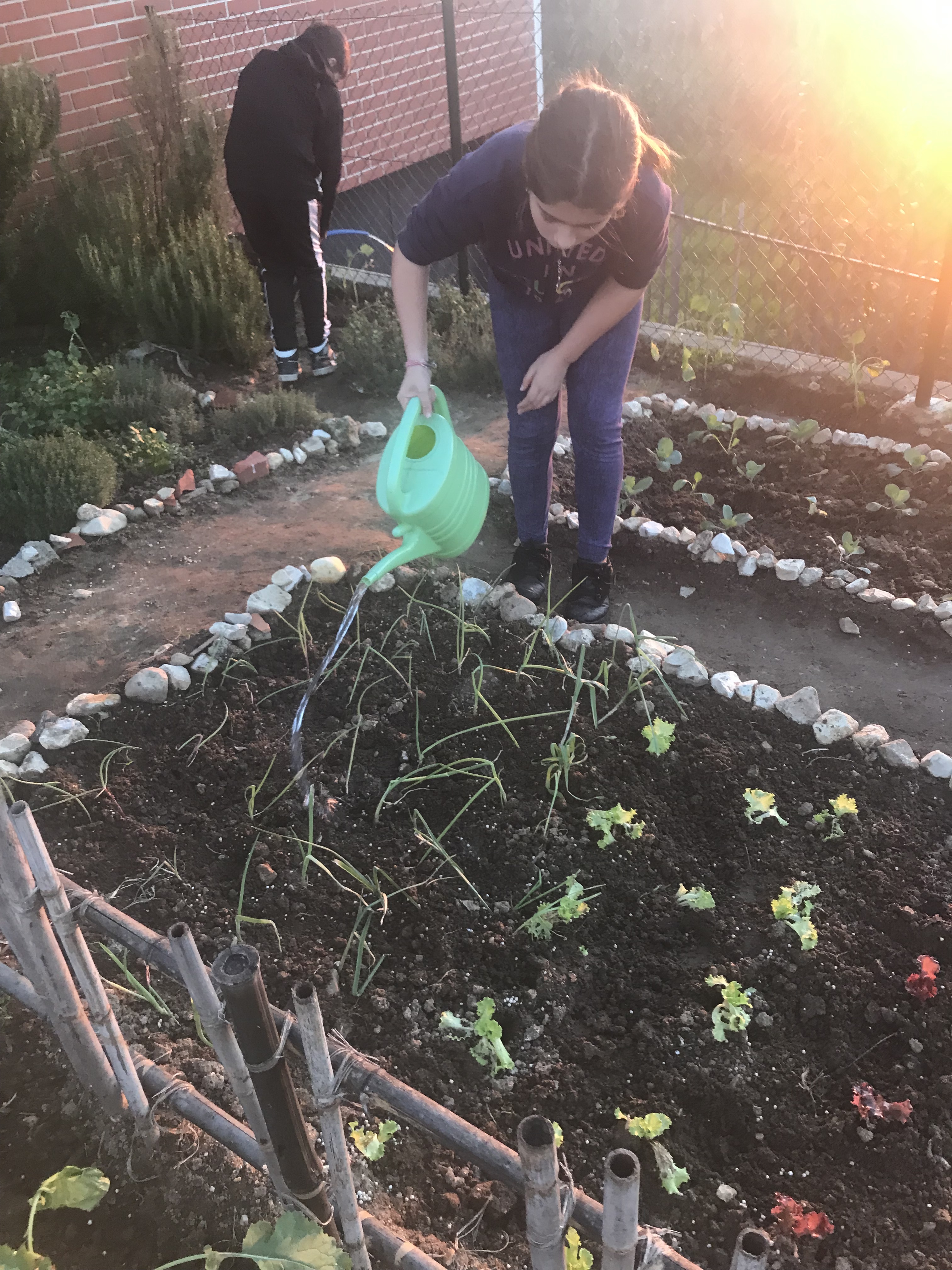 Aluno a regar os produtos plantados.
Destaque para as divisórias das pequenas parcelas da horta com pedras recolhidas no próprio local e o canto das ervas aromáticas ao fundo.