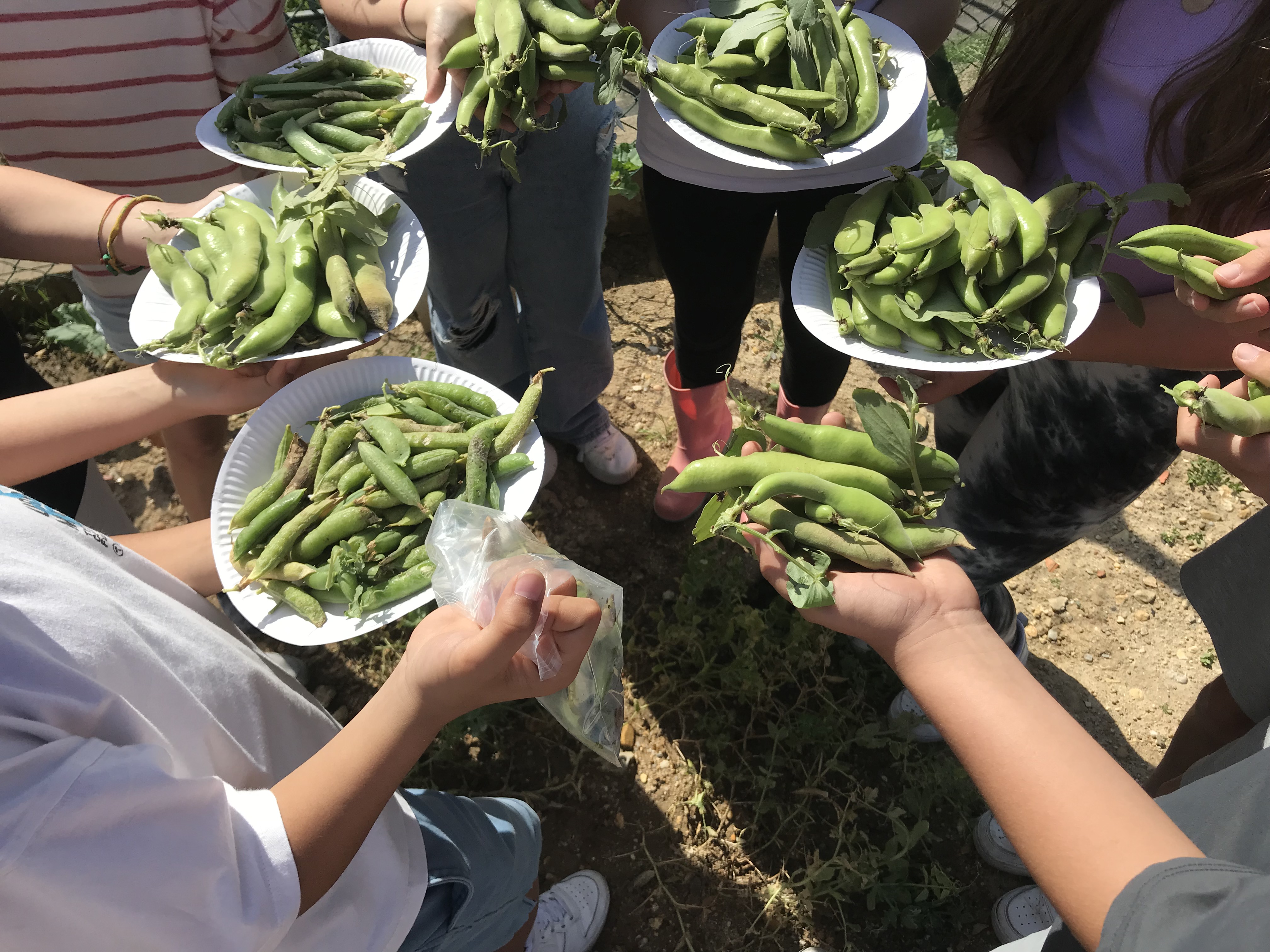 Primeira colheitas de favas. As favas recolhidas foram entregues à cozinha pedagógica a fim dos alunos do curso de cozinha confecionarem o prato desse dia.