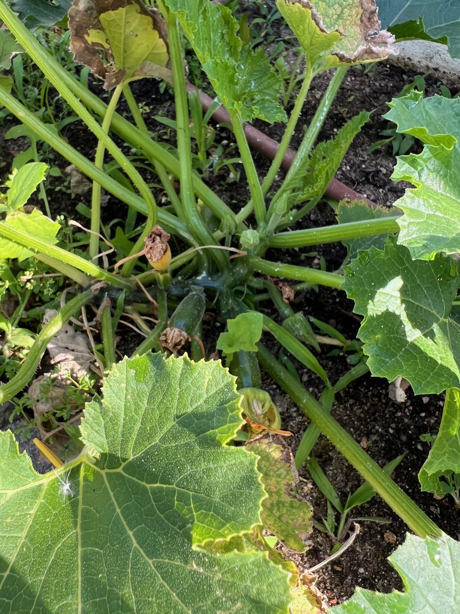 courgetes