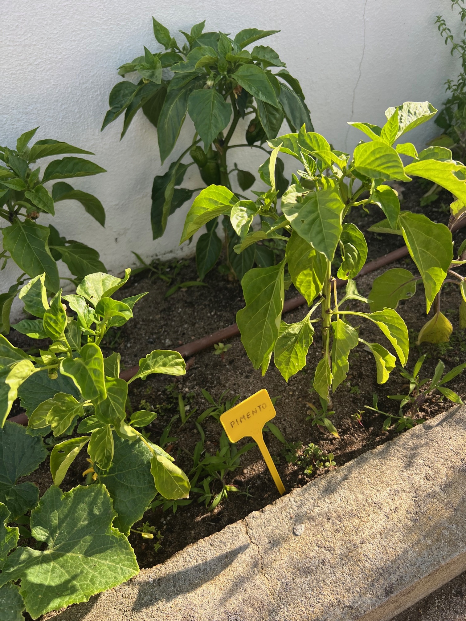 Pimentos