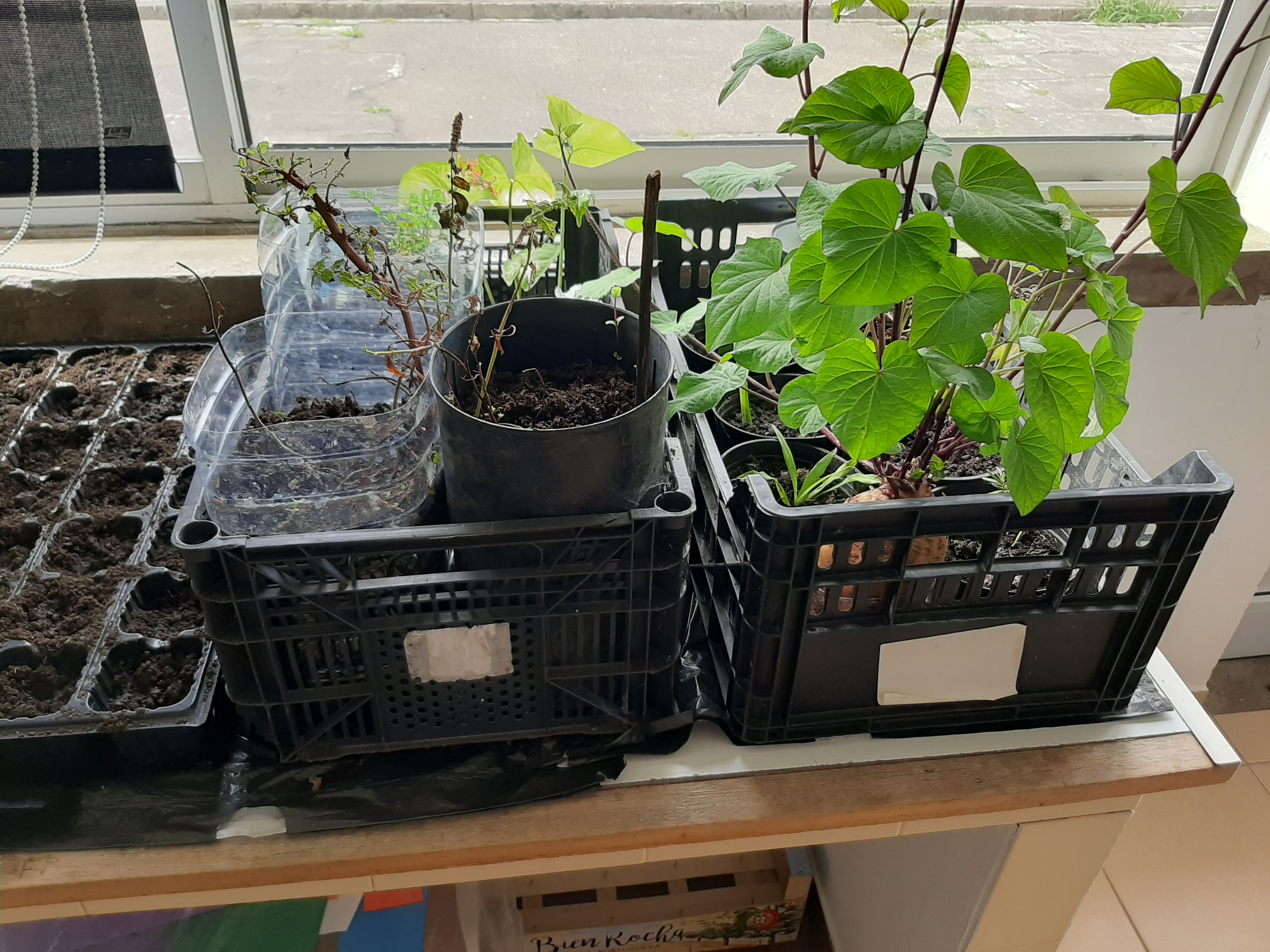 Plantas, salsa e hortelã.