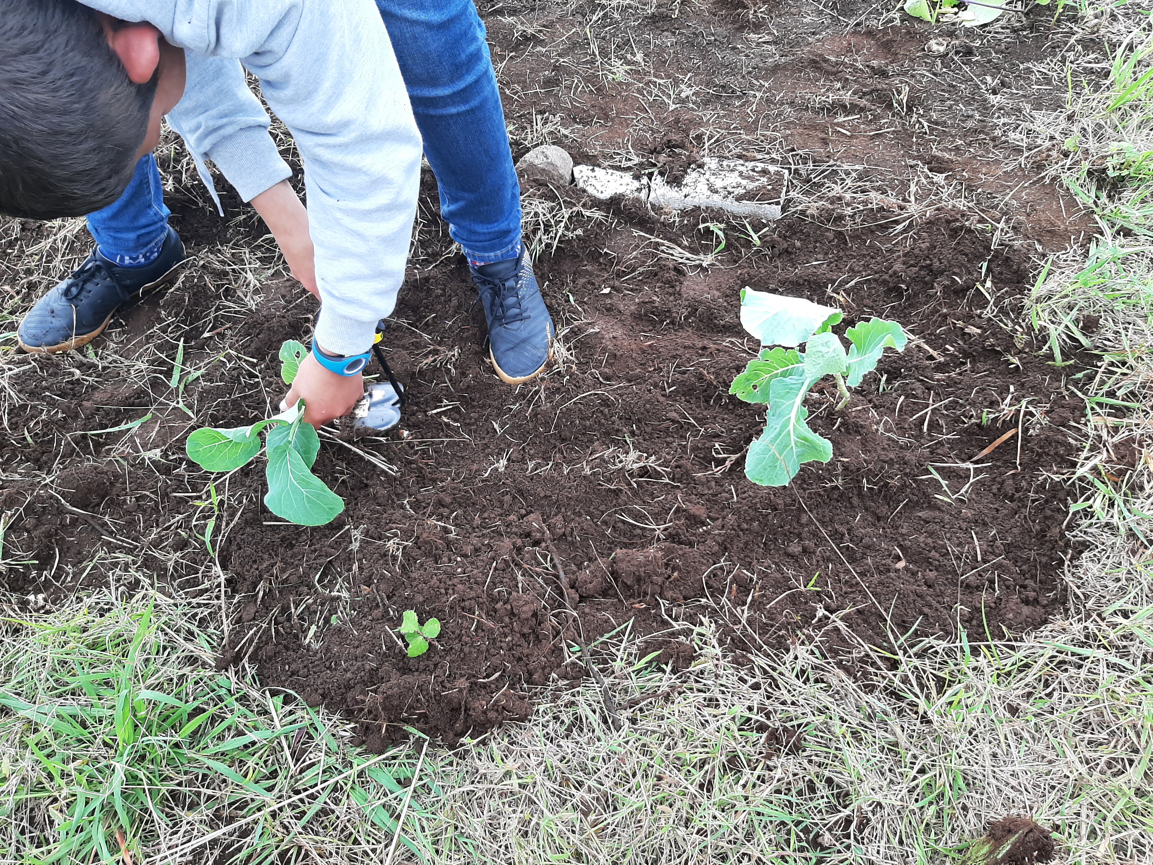 Plantar couves