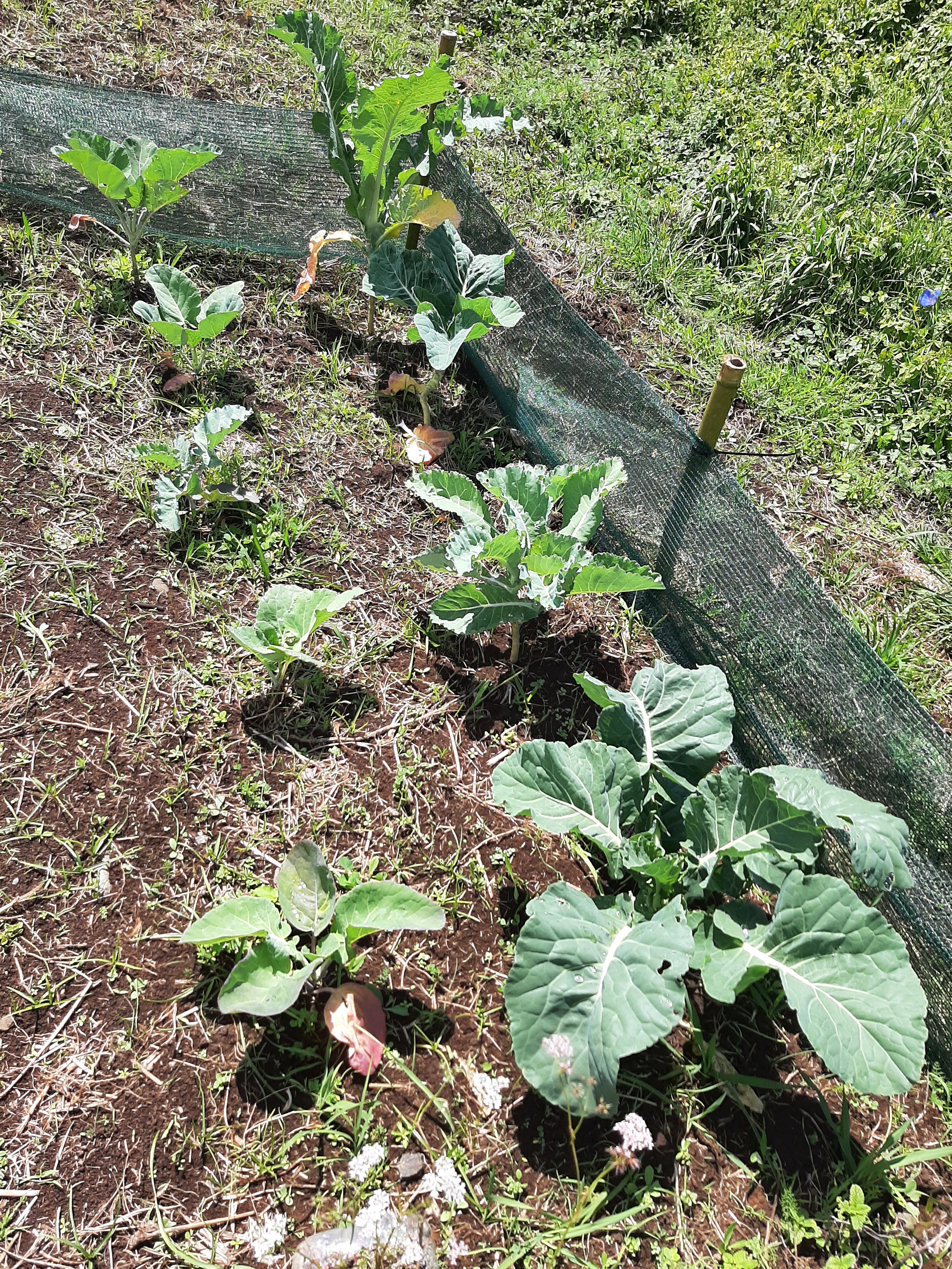 Horta