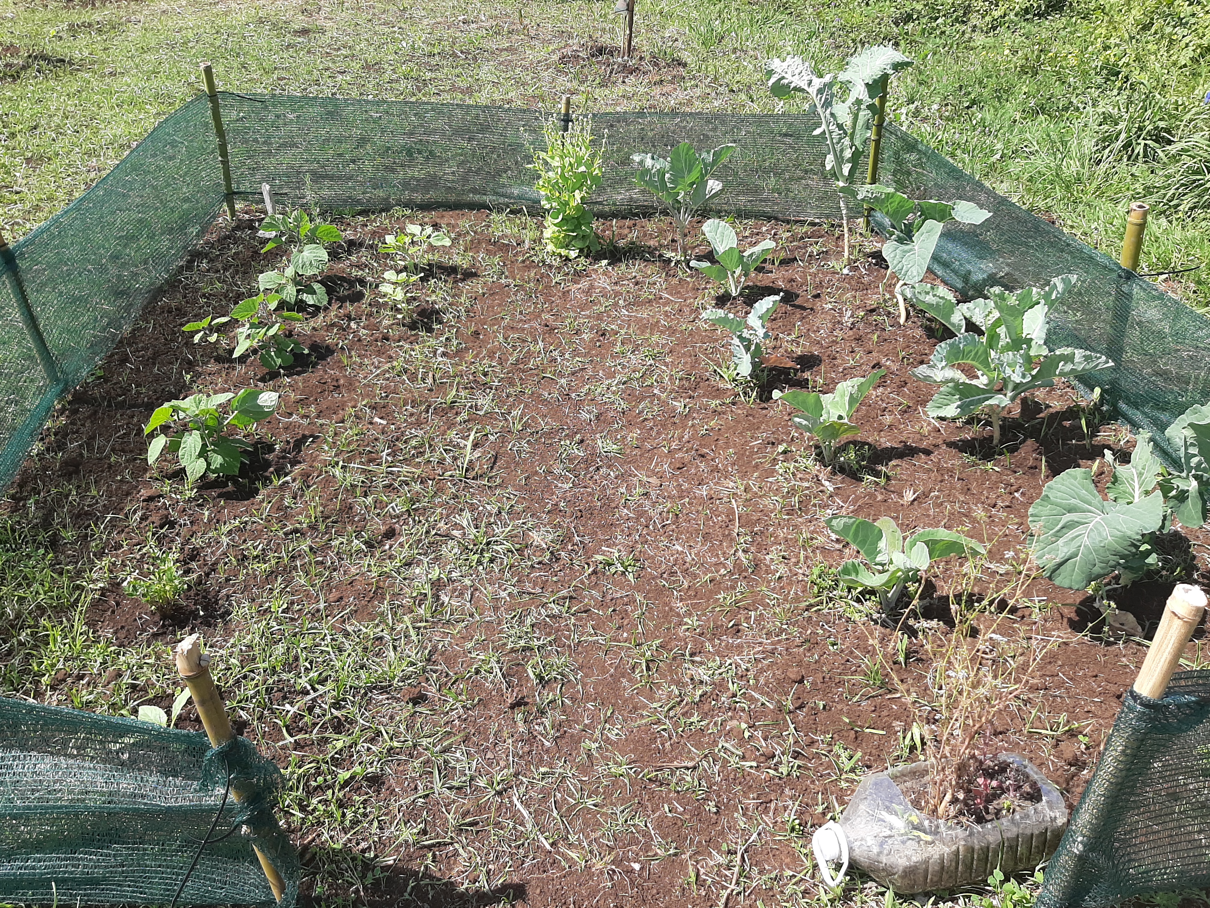 Horta