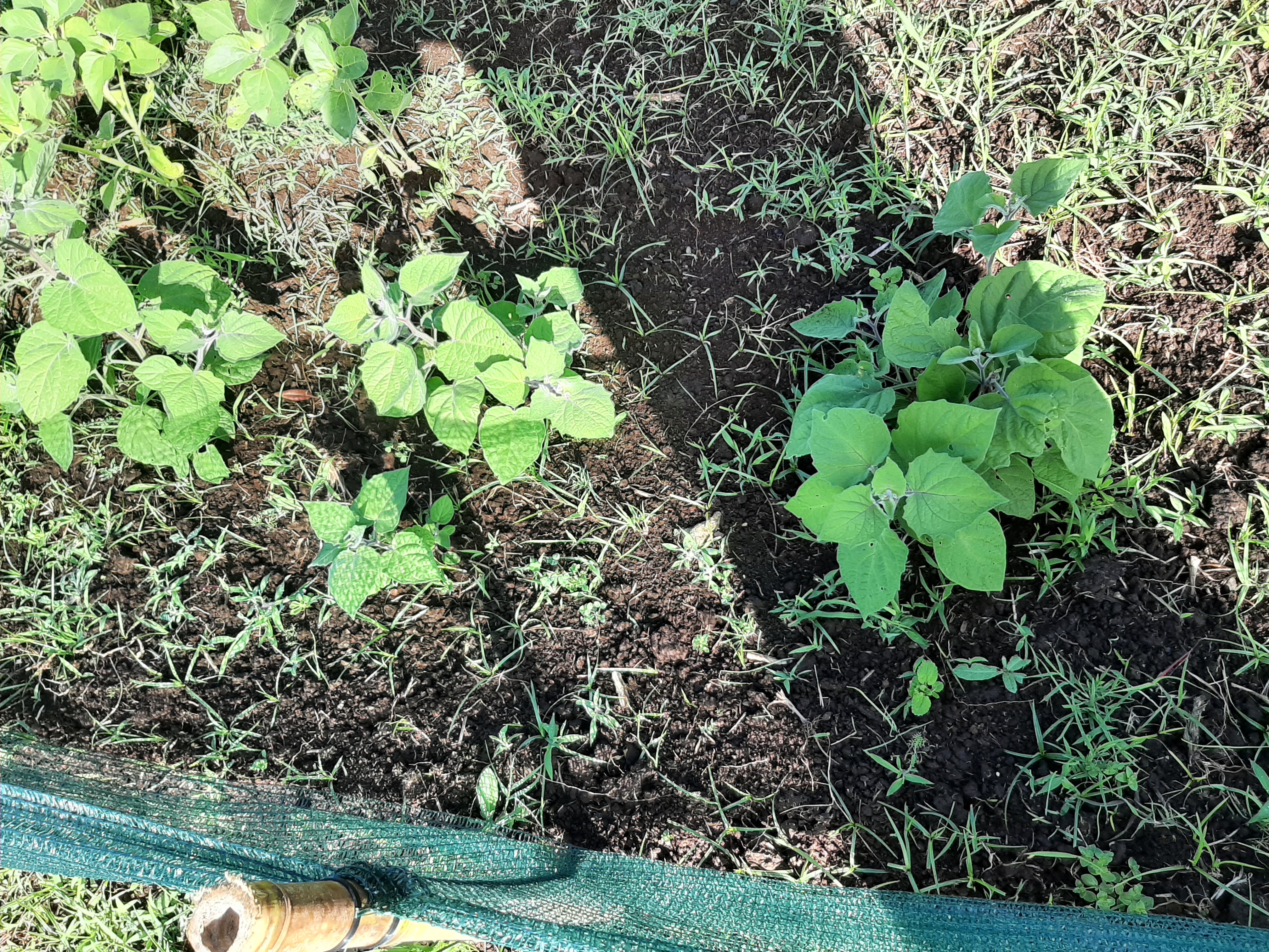 Horta