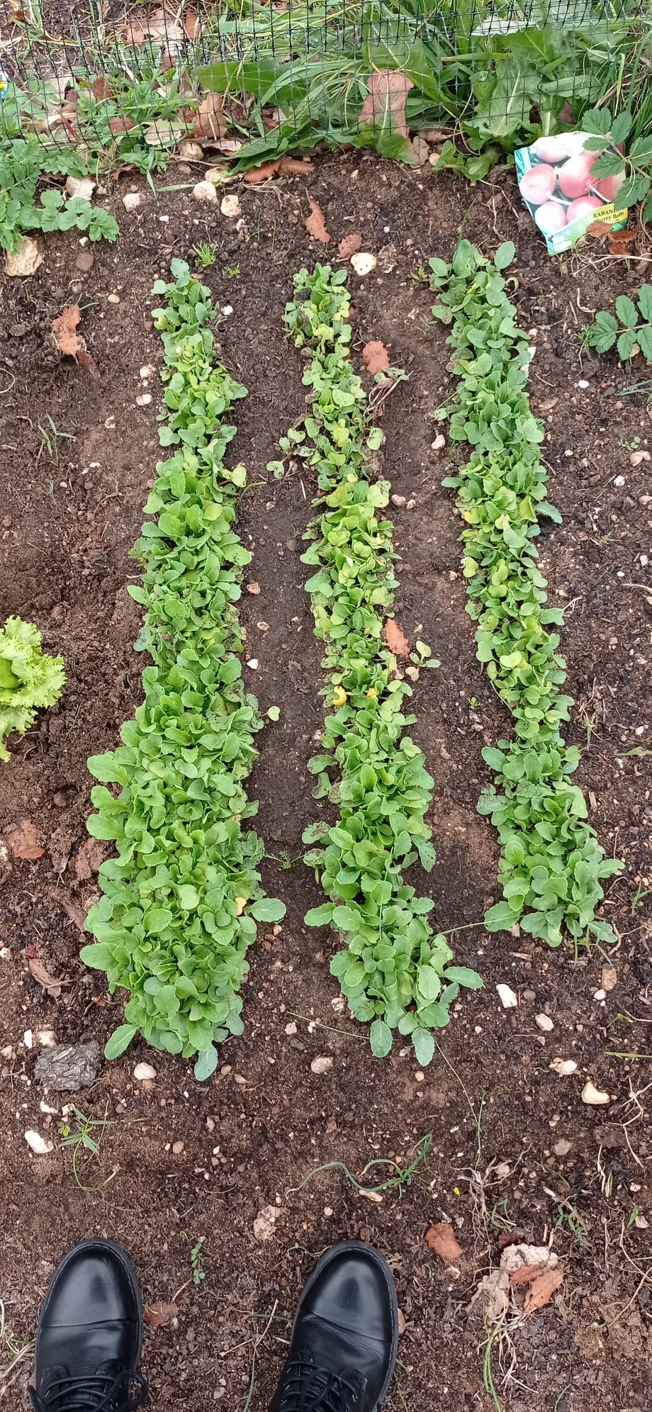 Algumas plantas estão a crescer