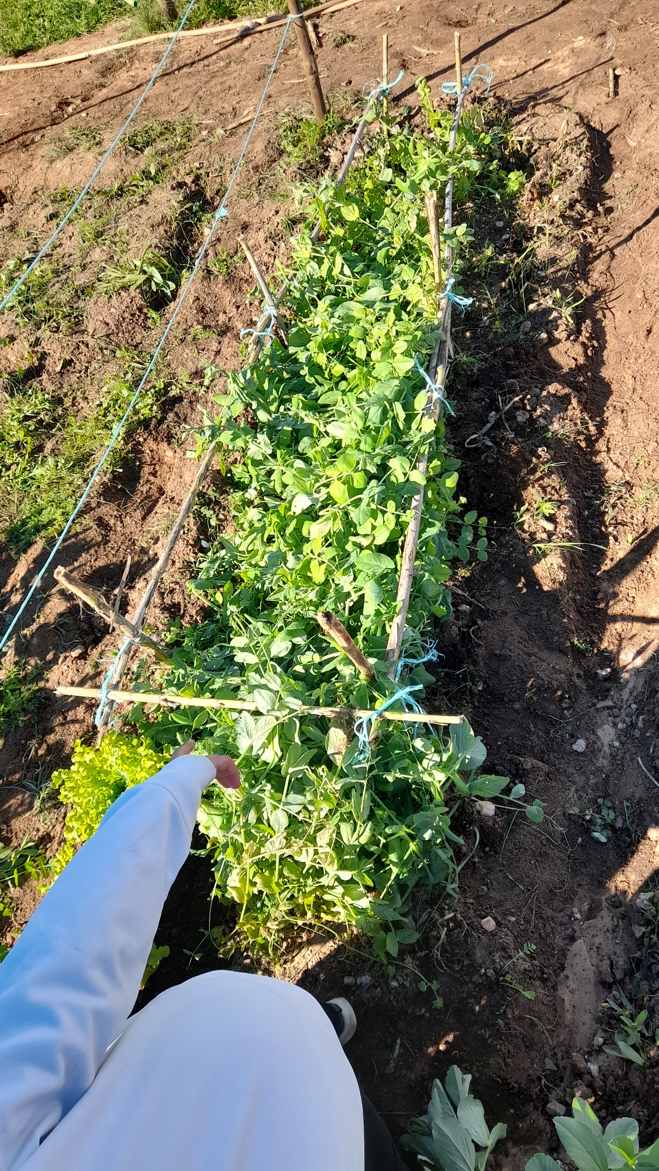 BioHorta: ervilhas já crescidas.