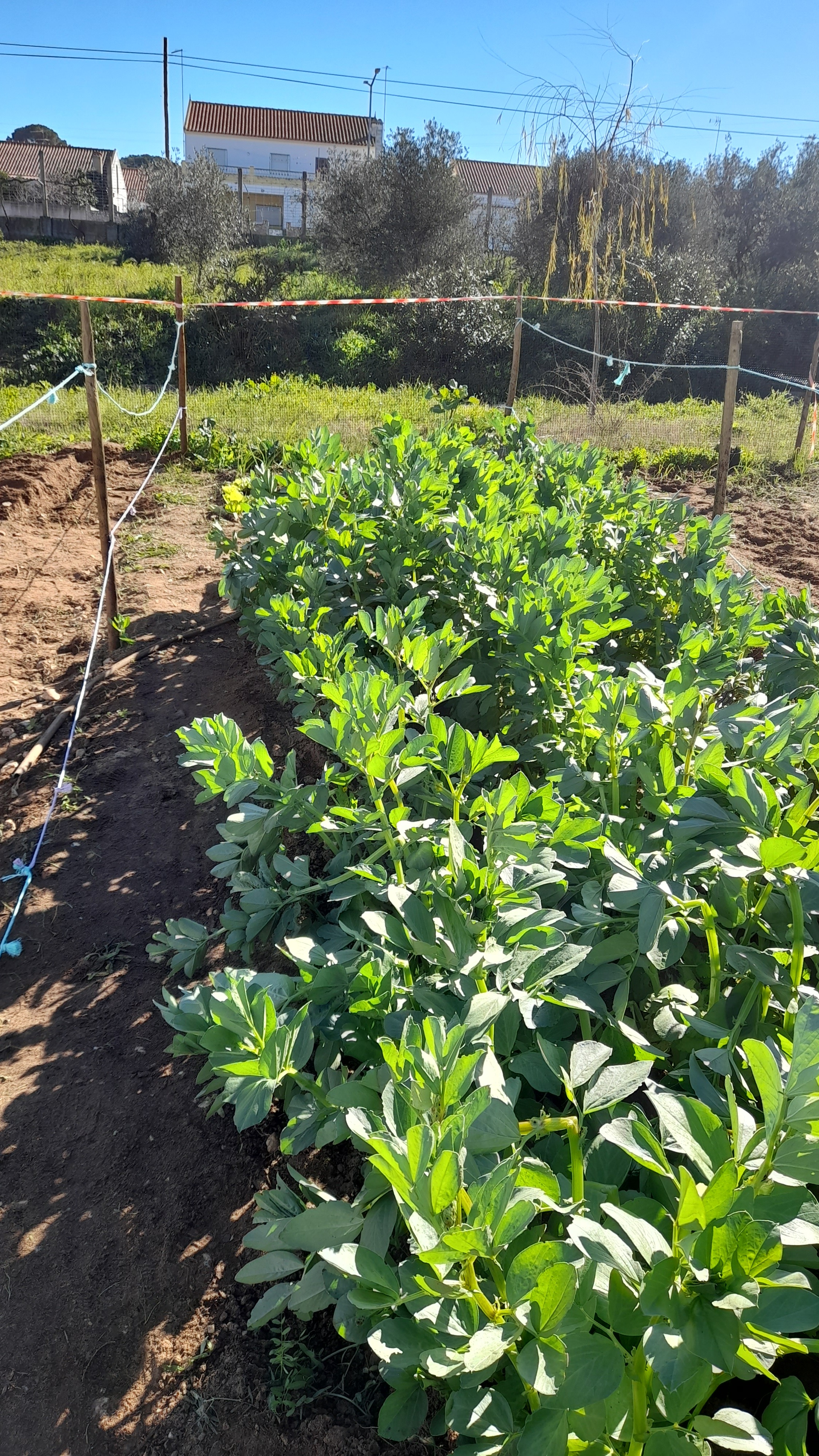 BioHorta: Favas já crescidas.