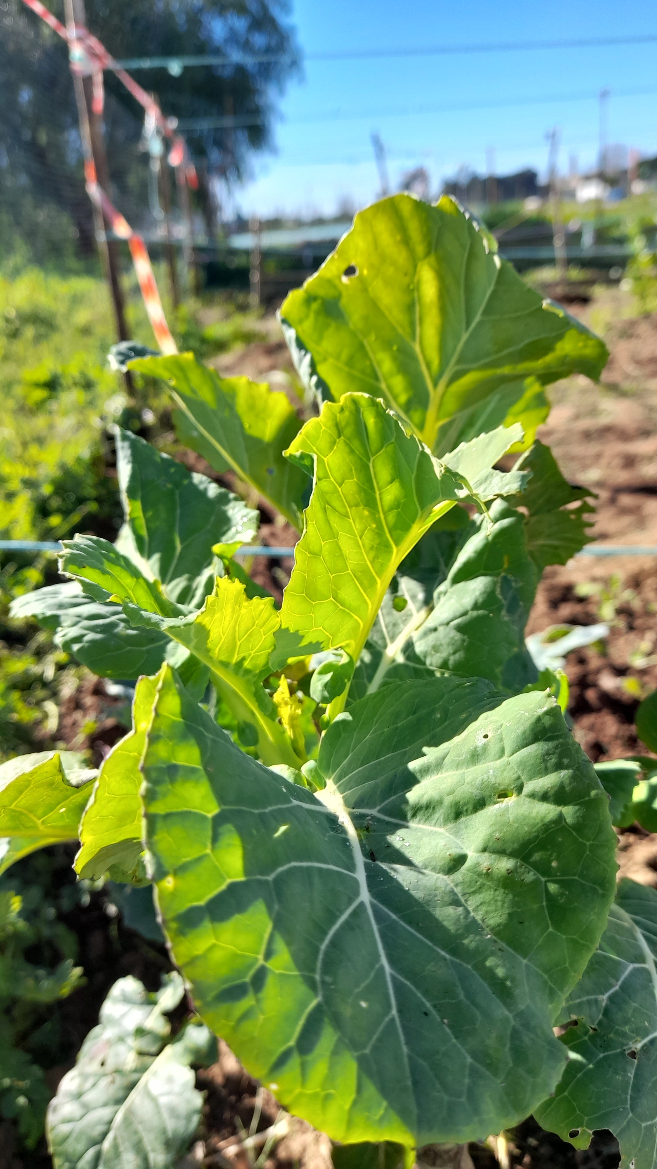 BioHorta: Couves já crescidas.