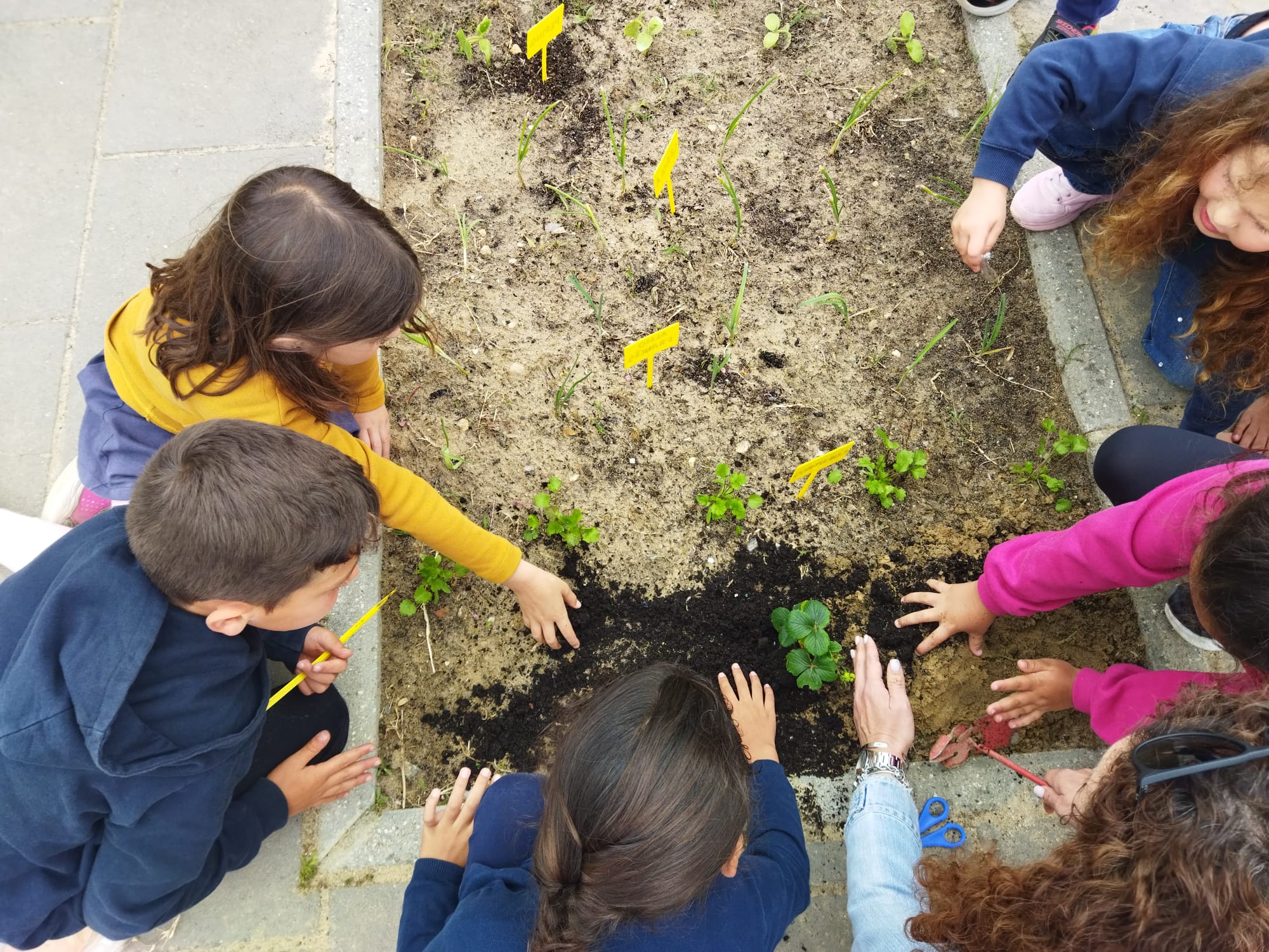 A turma  ATG7 também plantou e identificou as suas plantas.