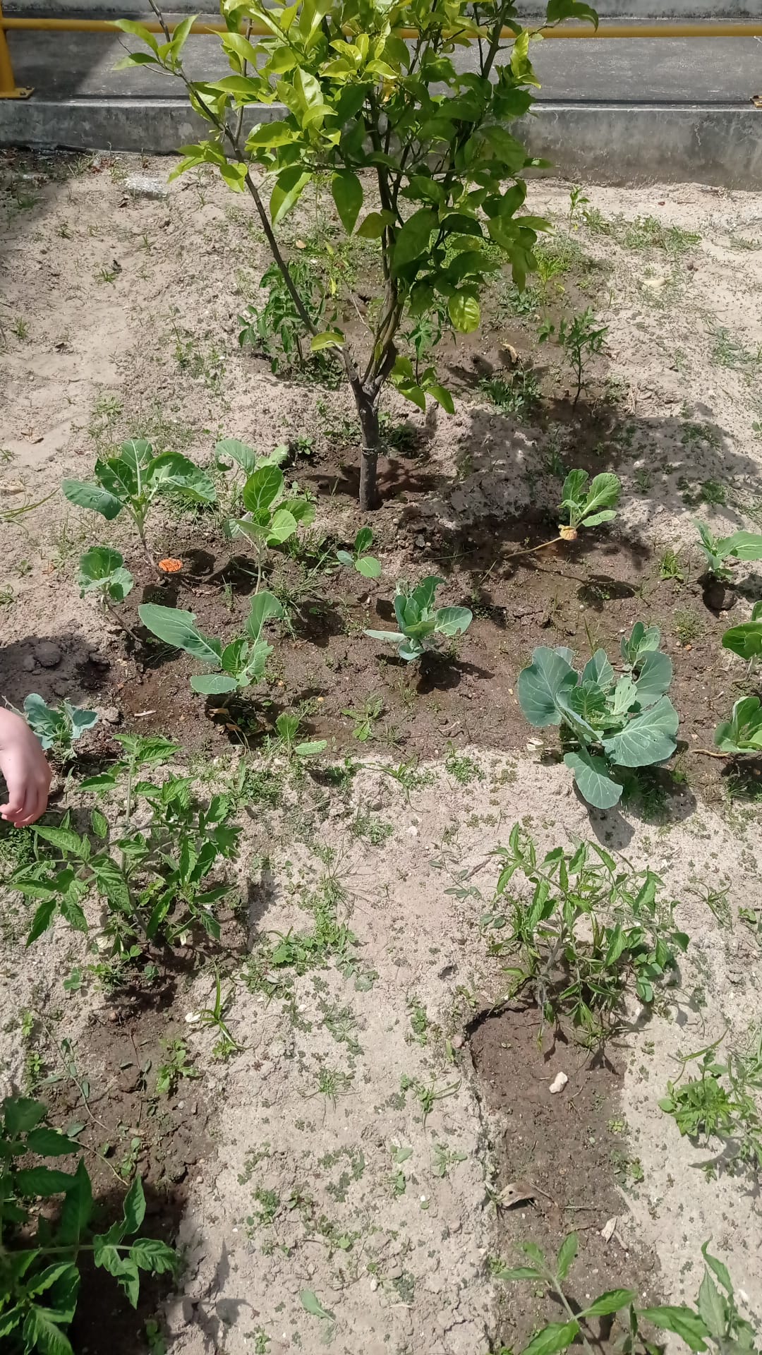 HortaBio Colégio Senhor dos Milagres 
março 2024