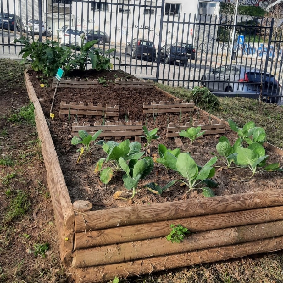Plantações na horta