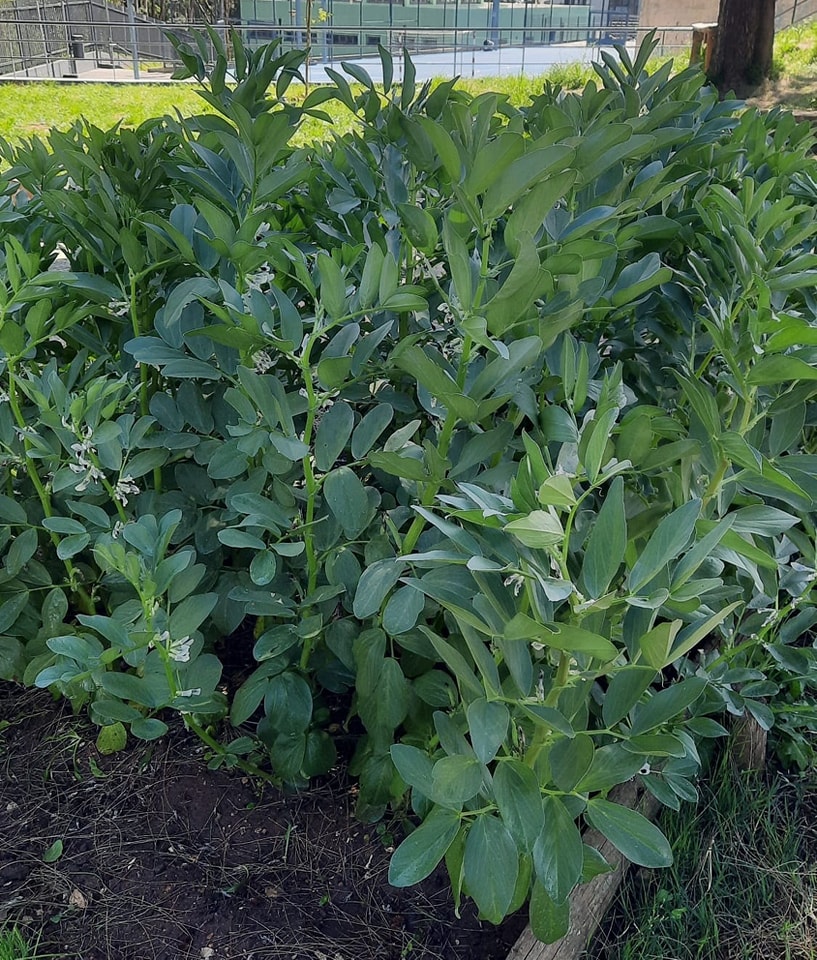 Favas