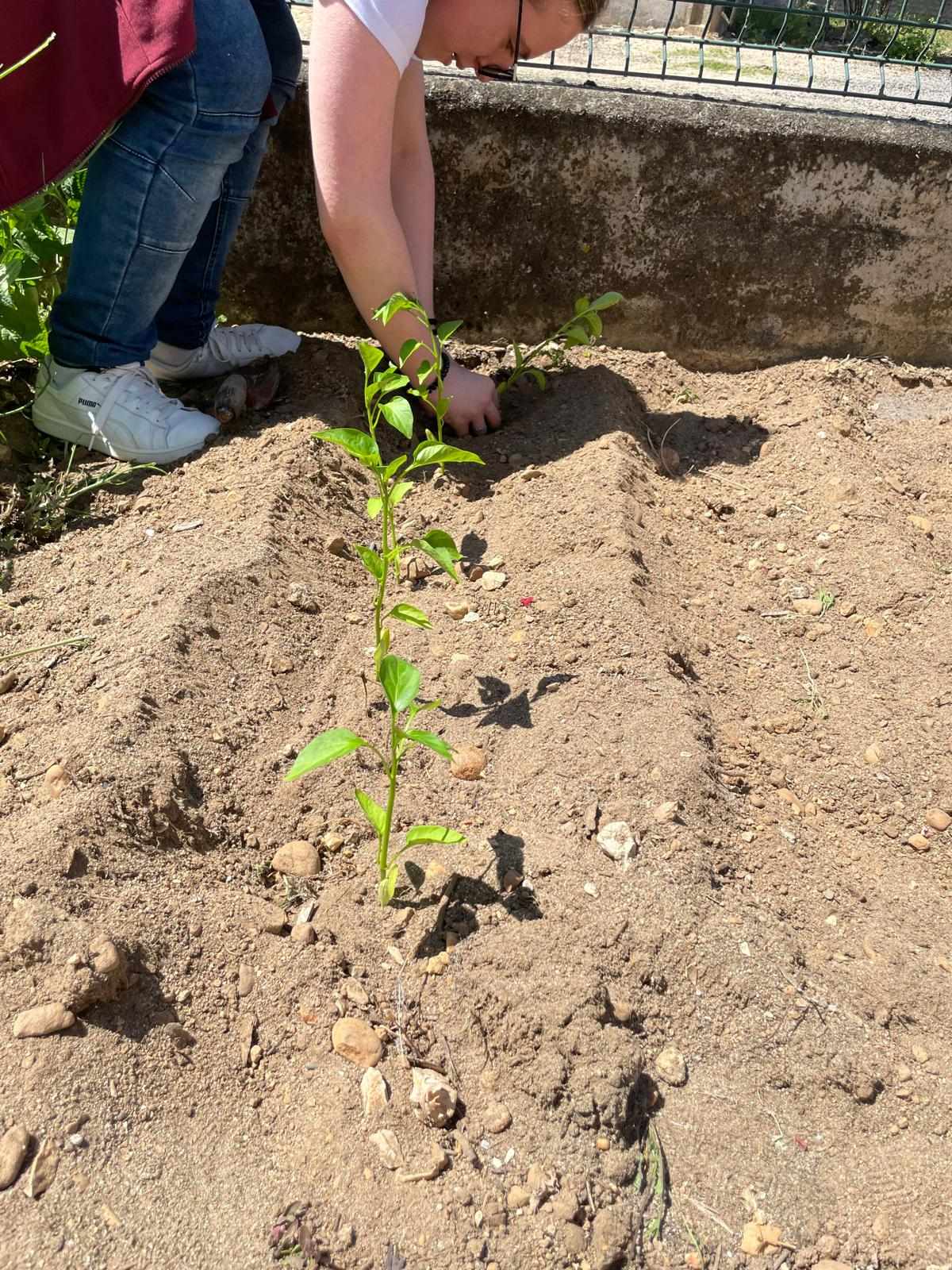 Início da plantação