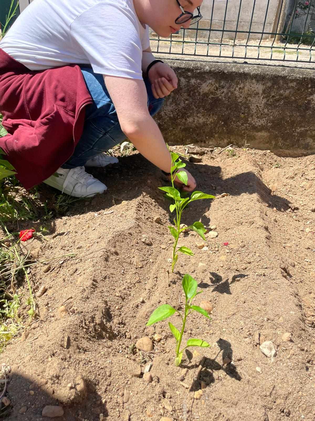 Plantação