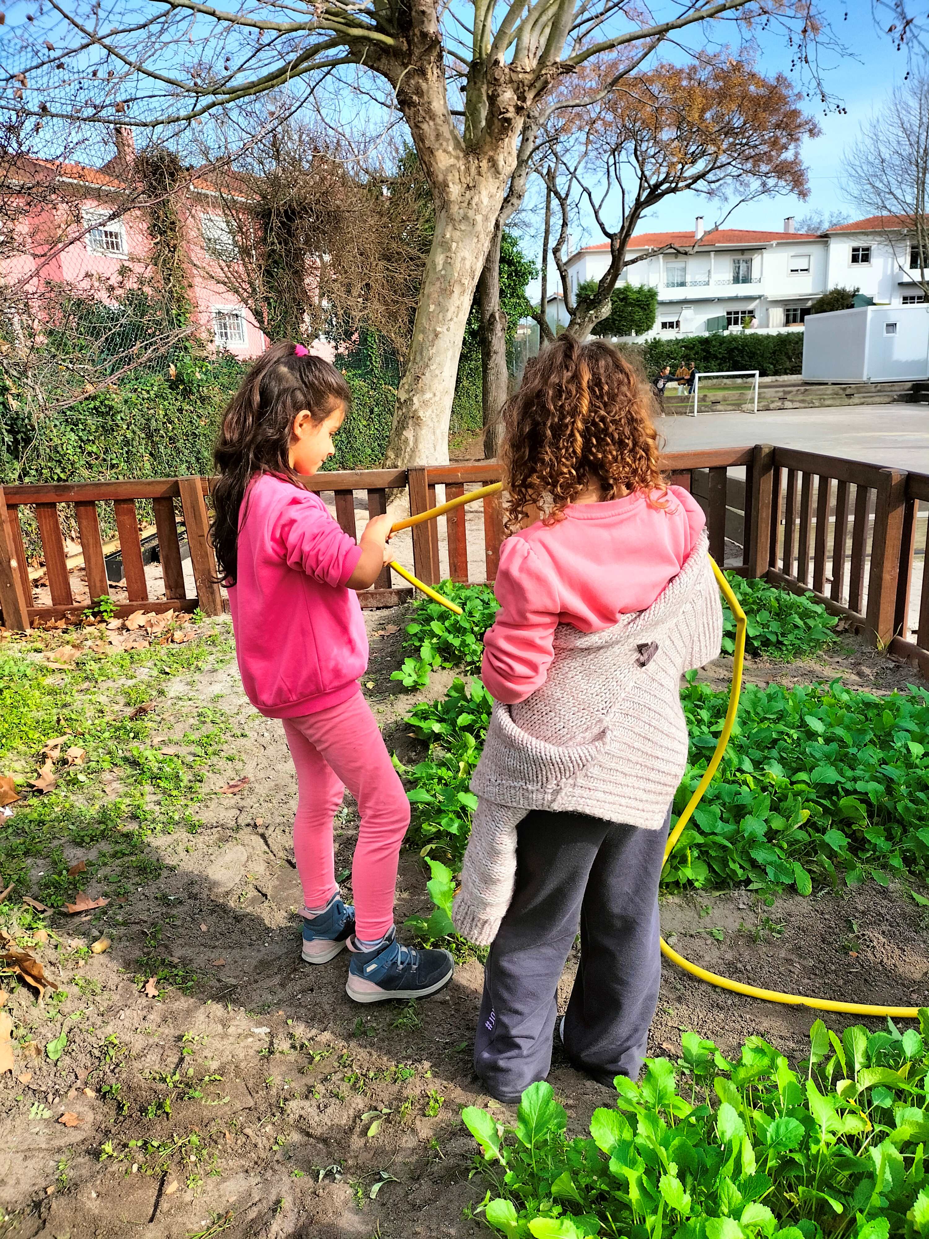 Rega das nabiças, para se manterem frescas e bonitas.
