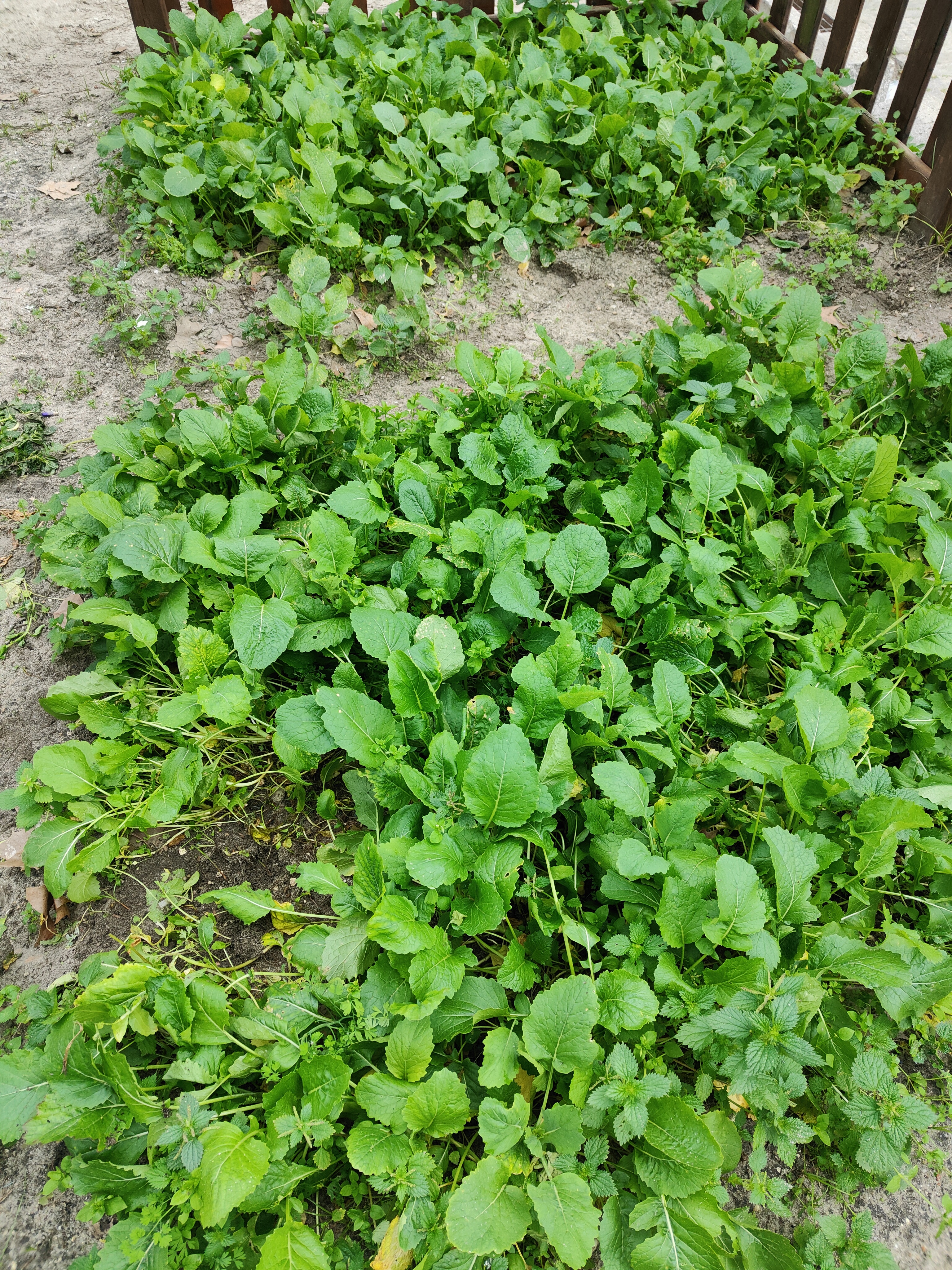 Crescimento das nabiças, sem adição de qualquer produto químico.