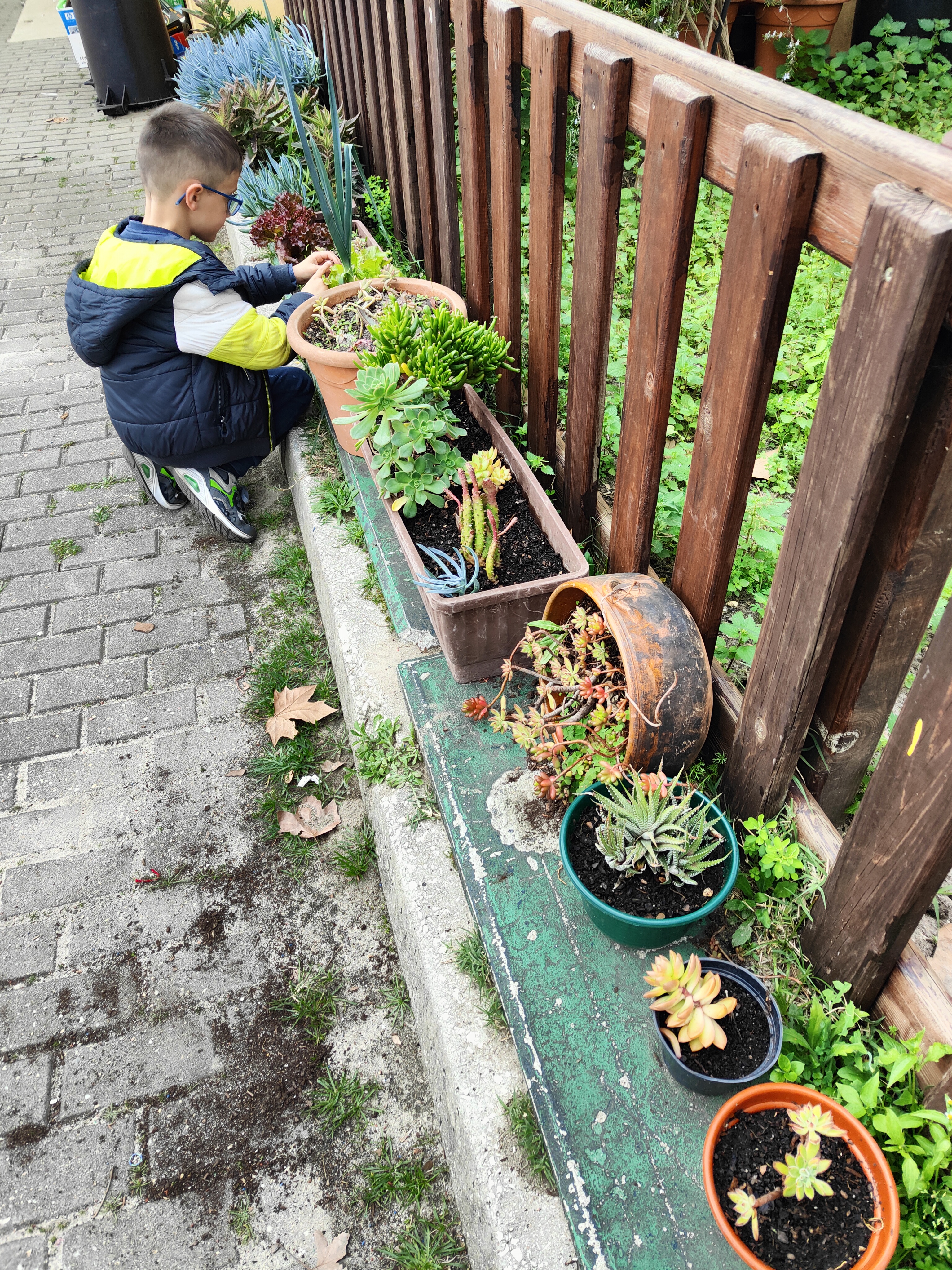 Plantação de diversas suculentas para ornamentação da horta.