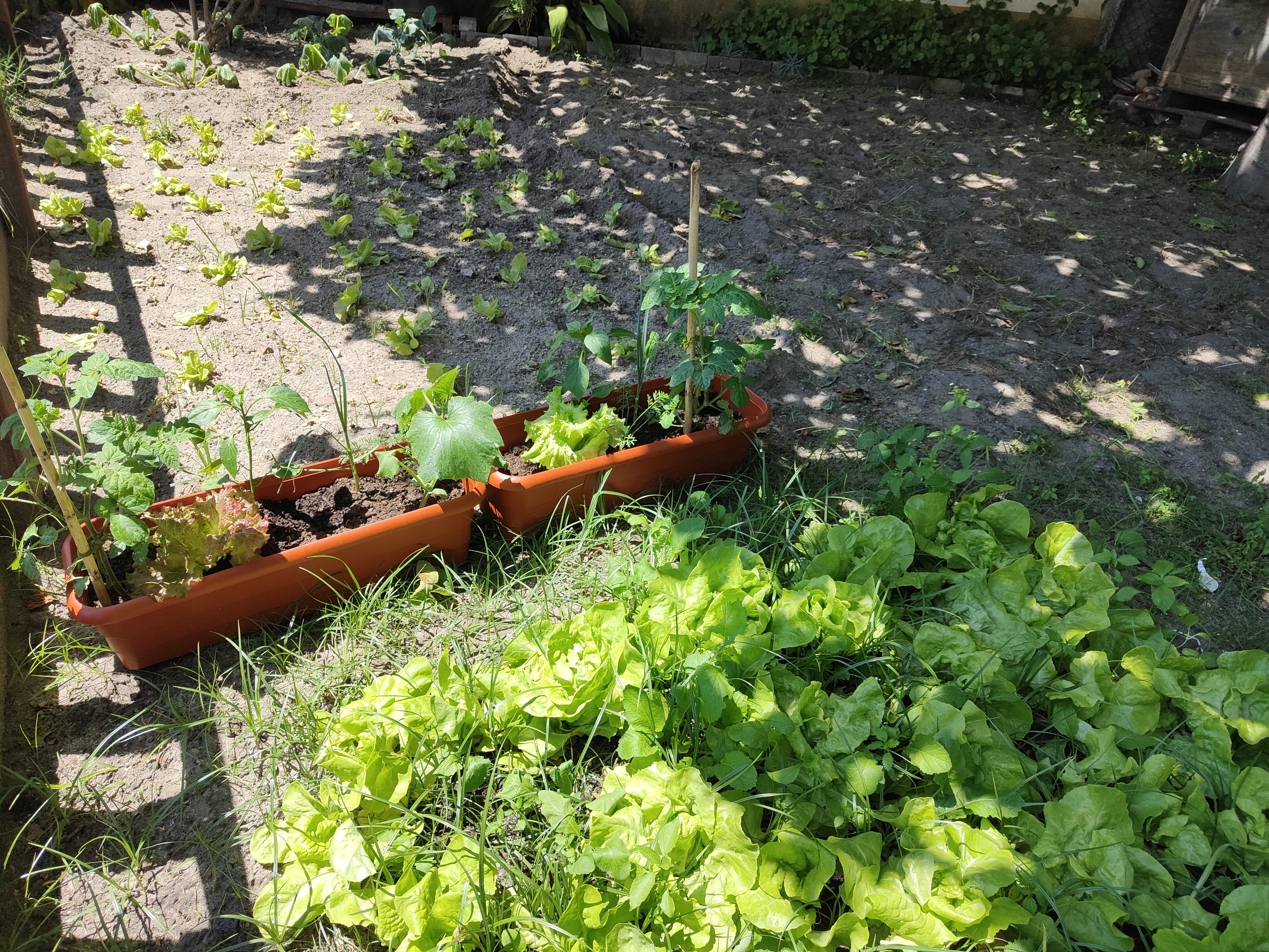Plantação de diversos legumes: curgete, cenoura, couve, tomate, pimento, abóbora, alho francês...